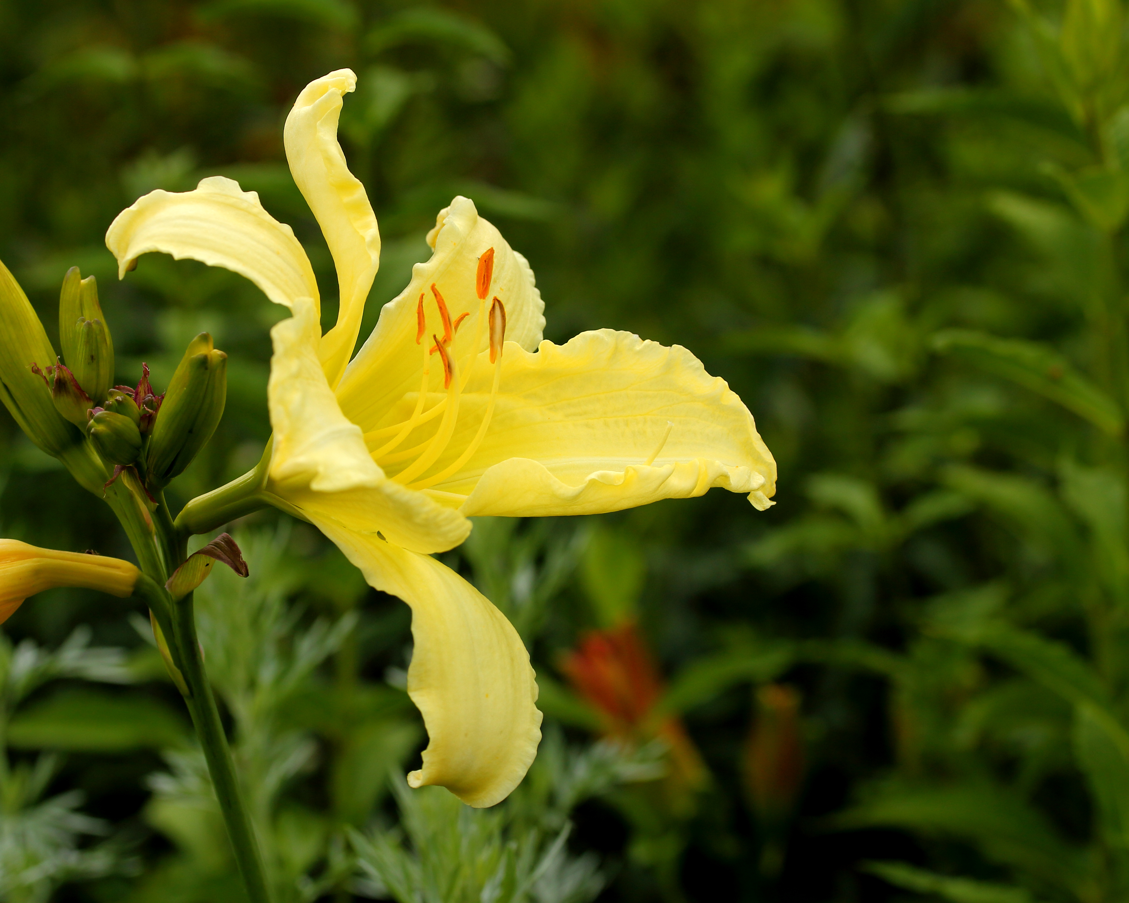Hemerocallis 'Helle Berlinerin' 02