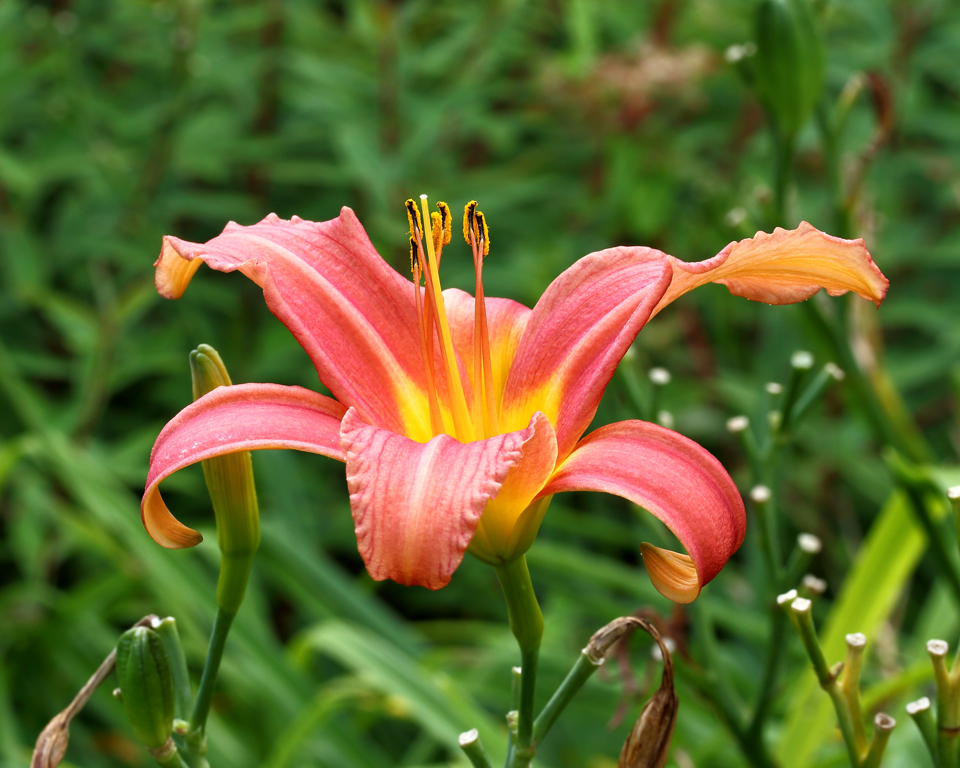 Hemerocallis 'Pink Damask'. Locatie De Kruidhof 01