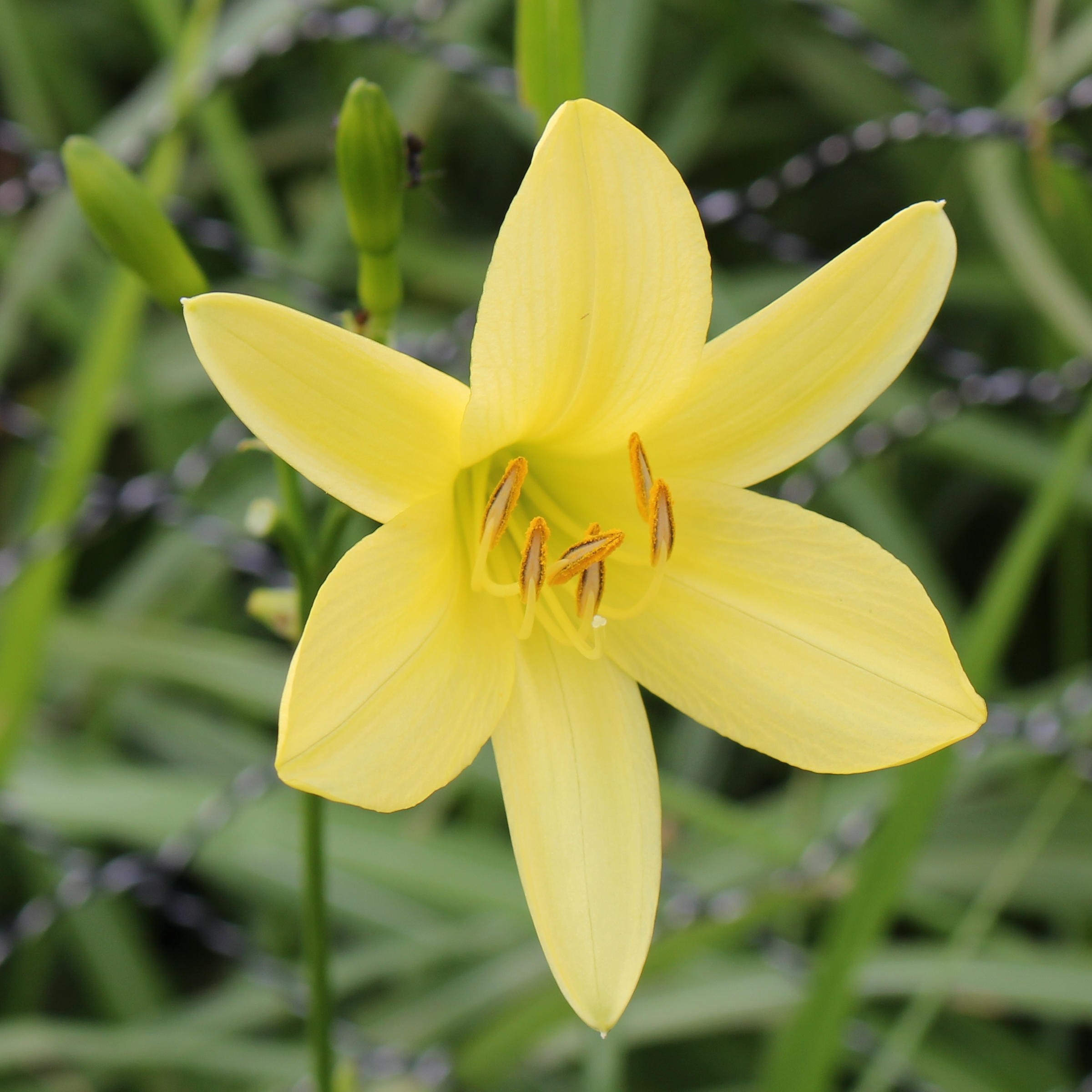 Hemerocallis vespertina (flower s5)