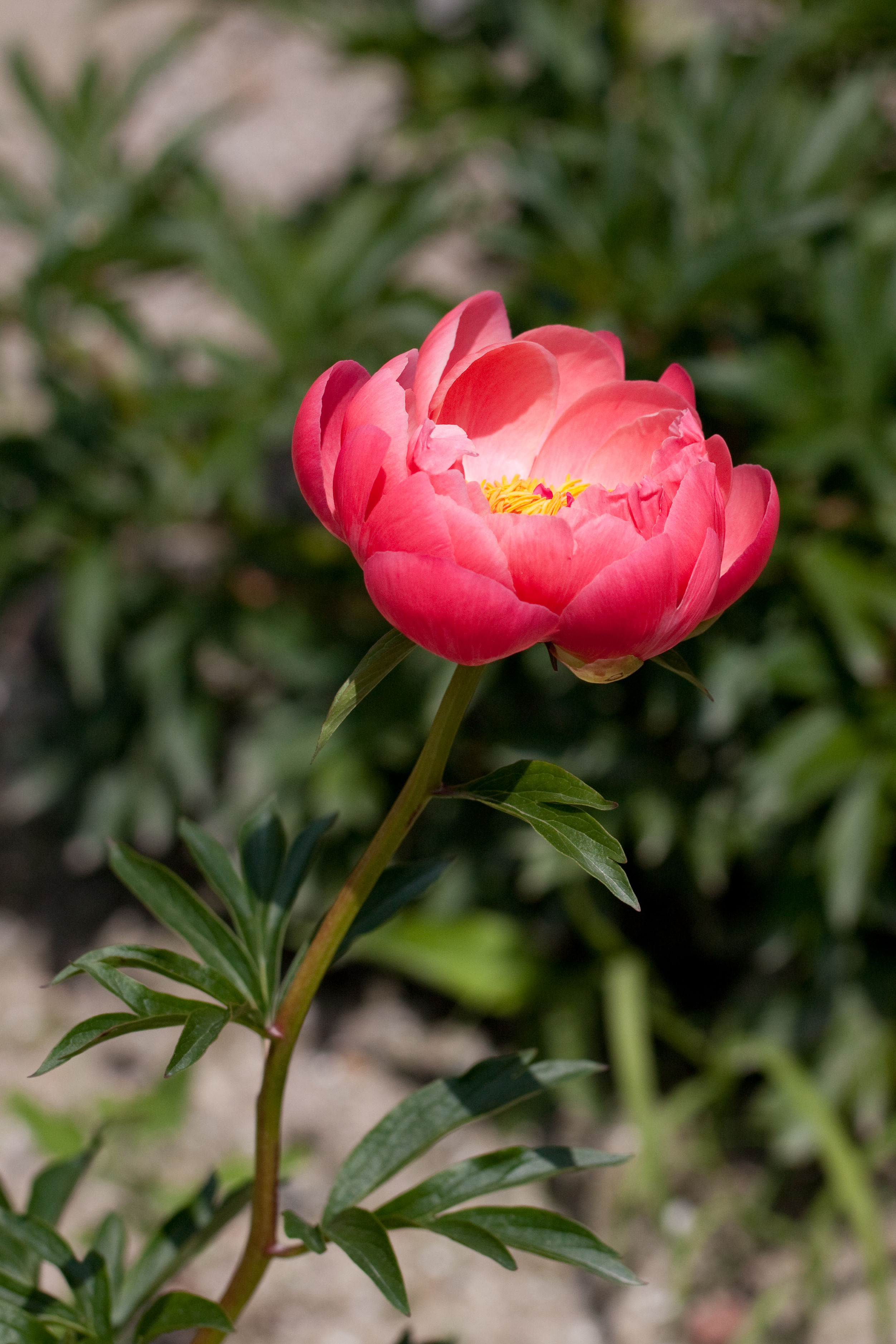 Herbaceous peony 