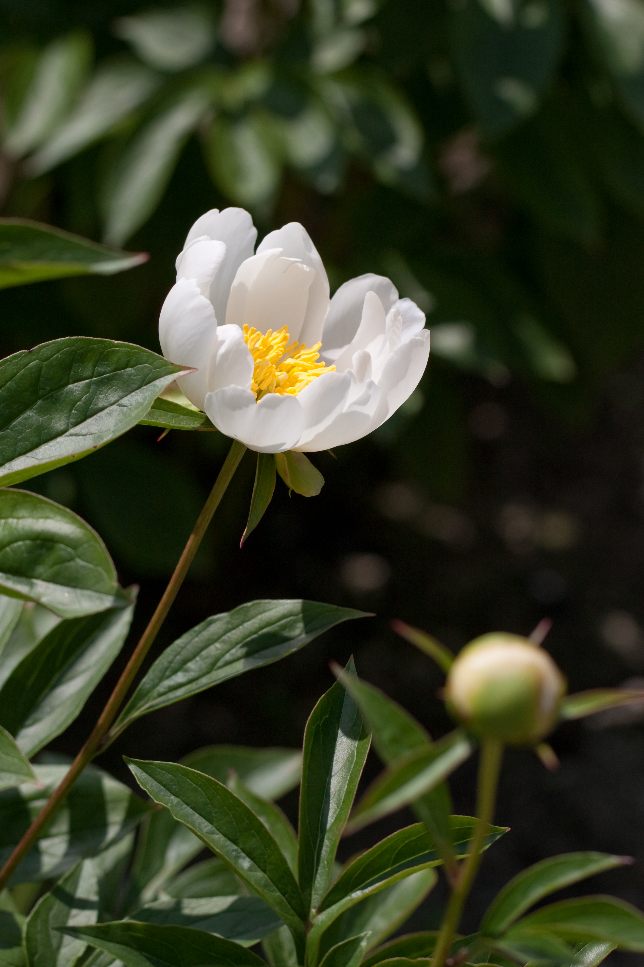 Herbaceous peony 
