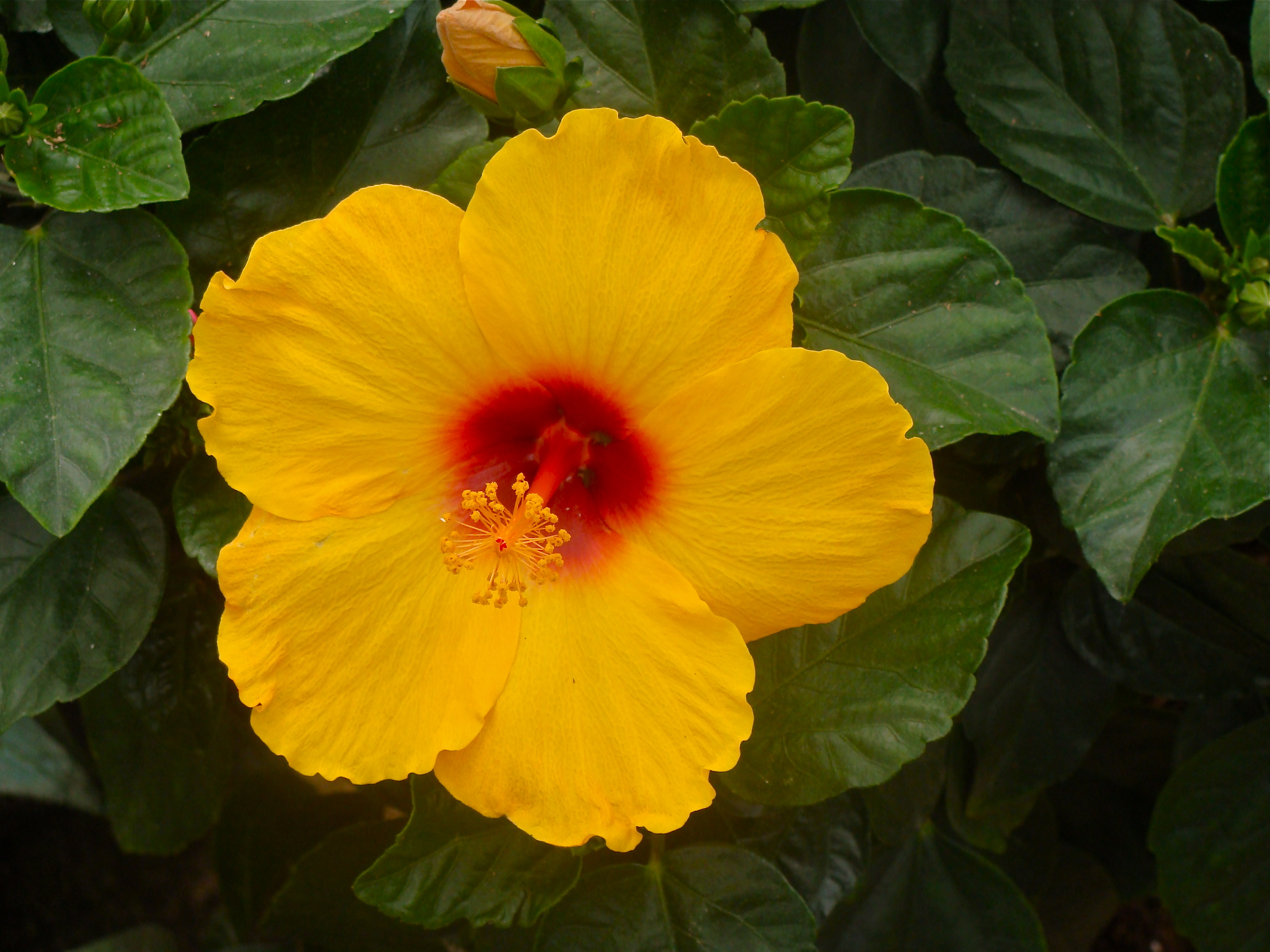 Hibisc