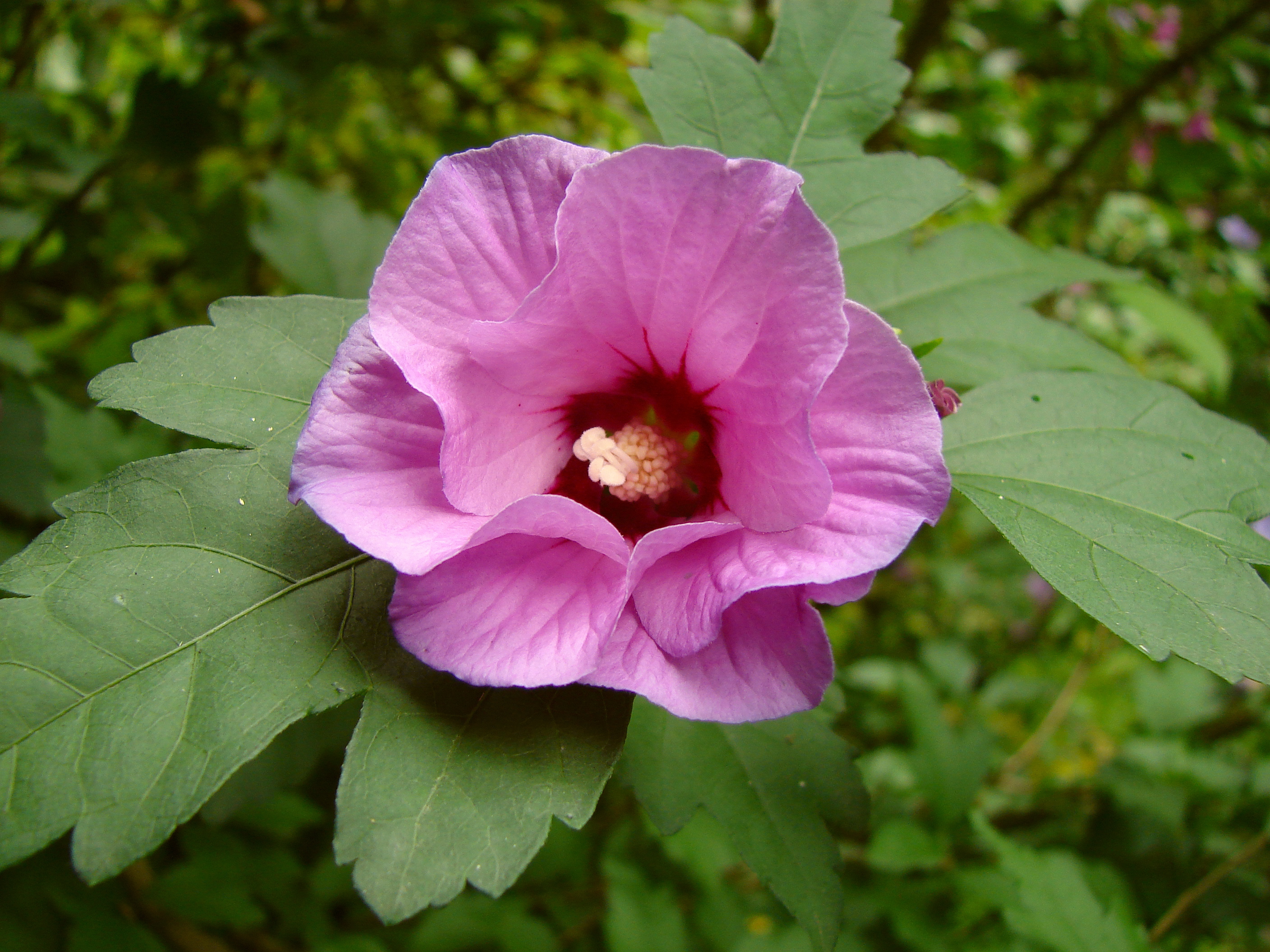 Hibiscus-syriacus