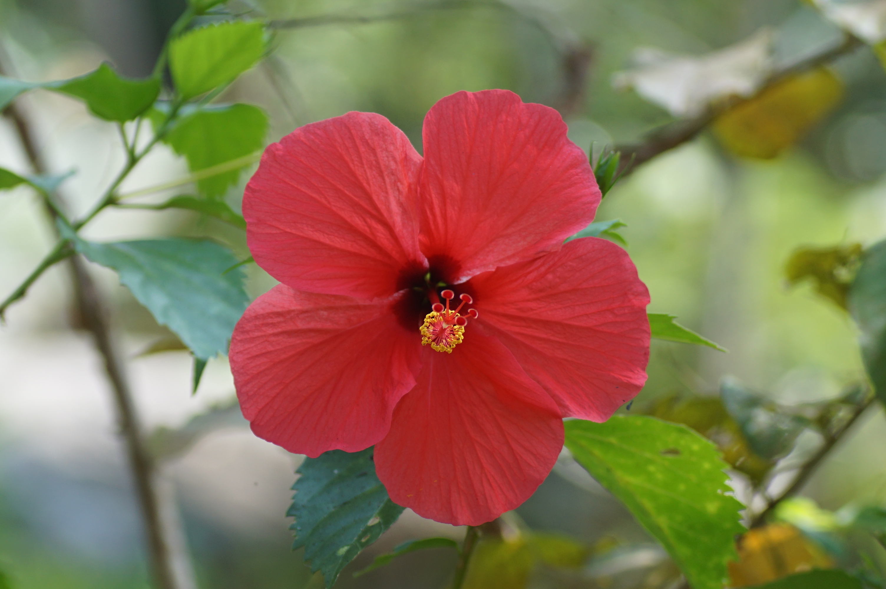Hibiscus 06556