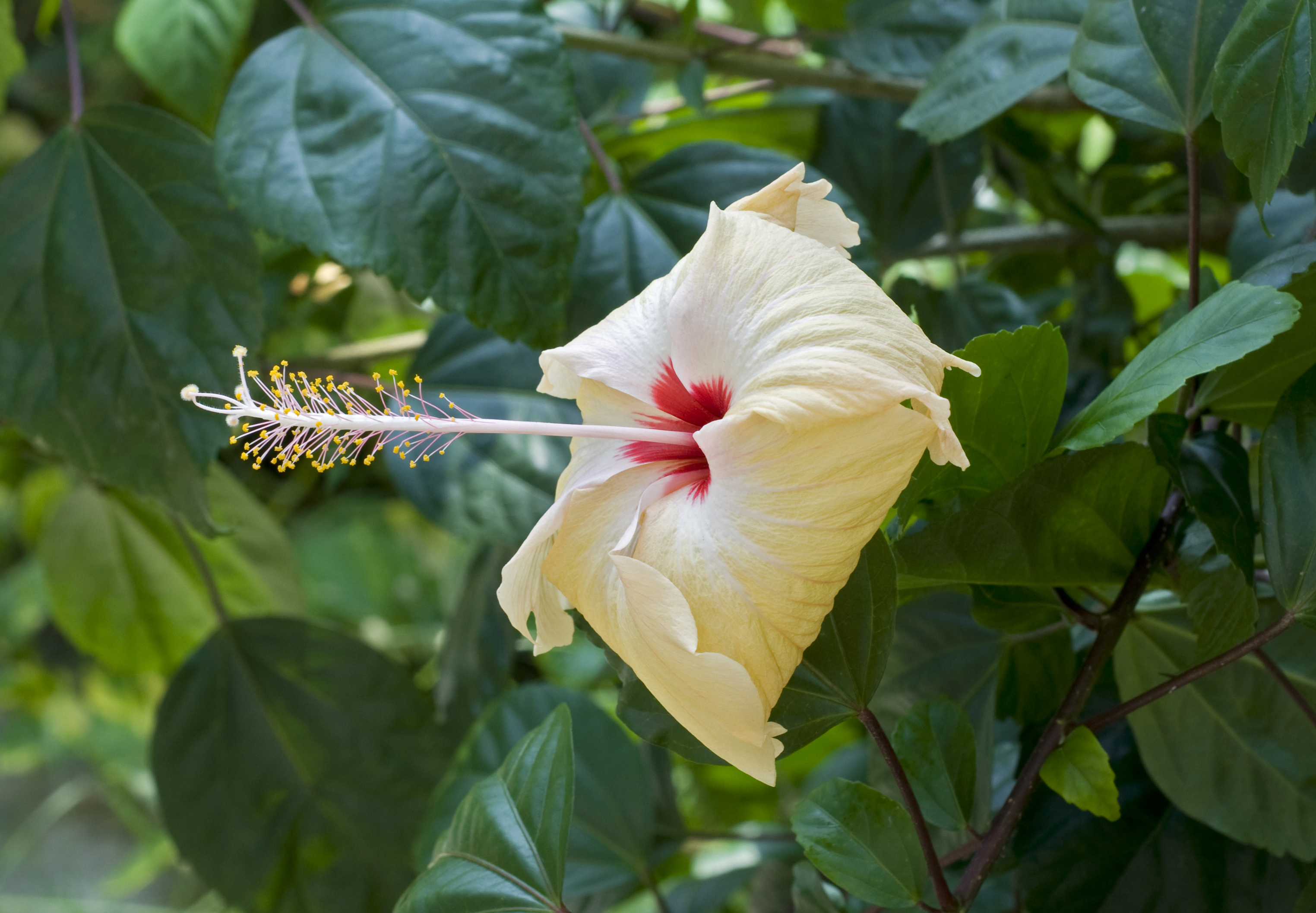 Hibiscus 15 03 2012