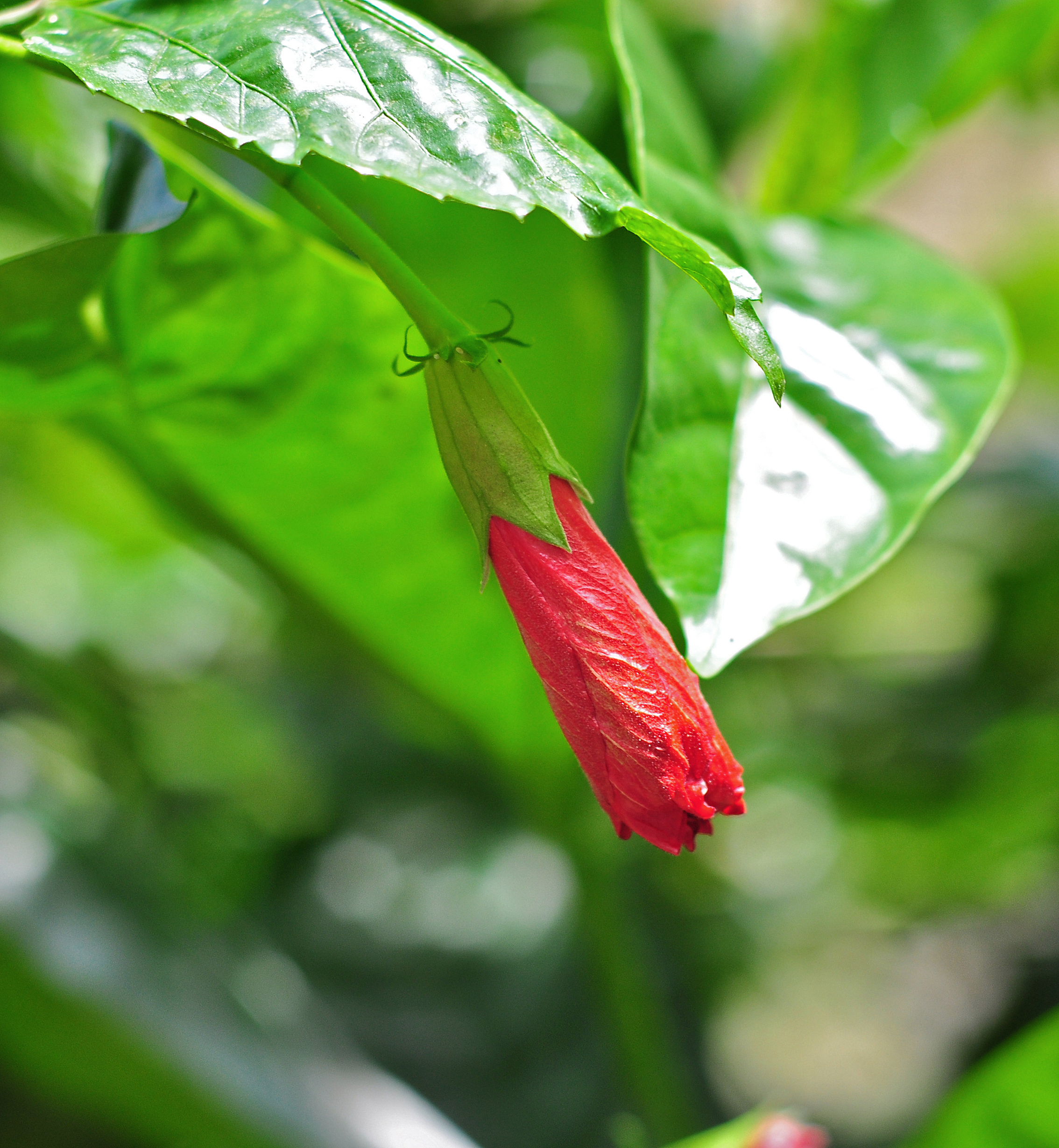 Hibiscus 24 08 2012