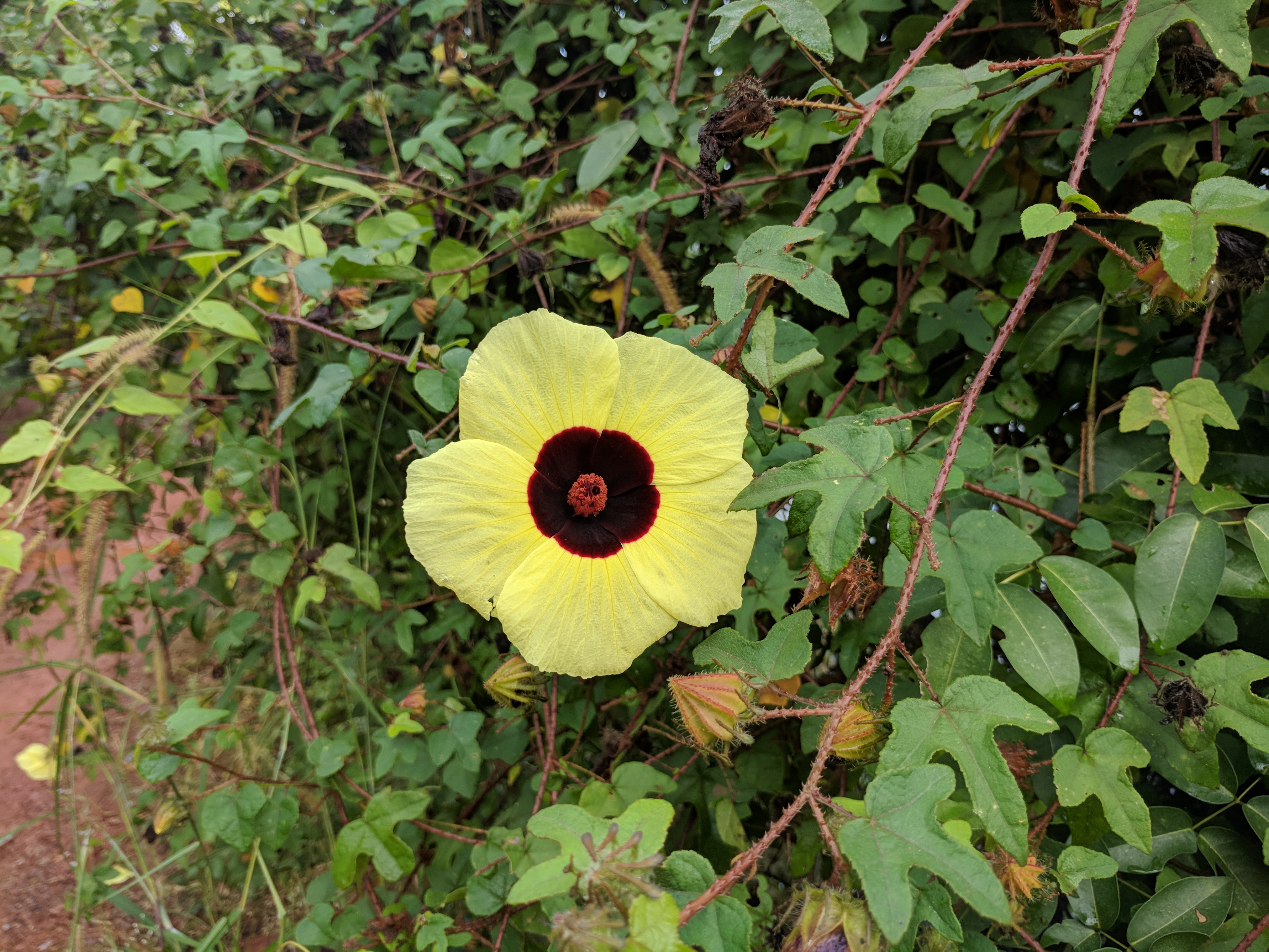 Hibiscus aculeatus 19