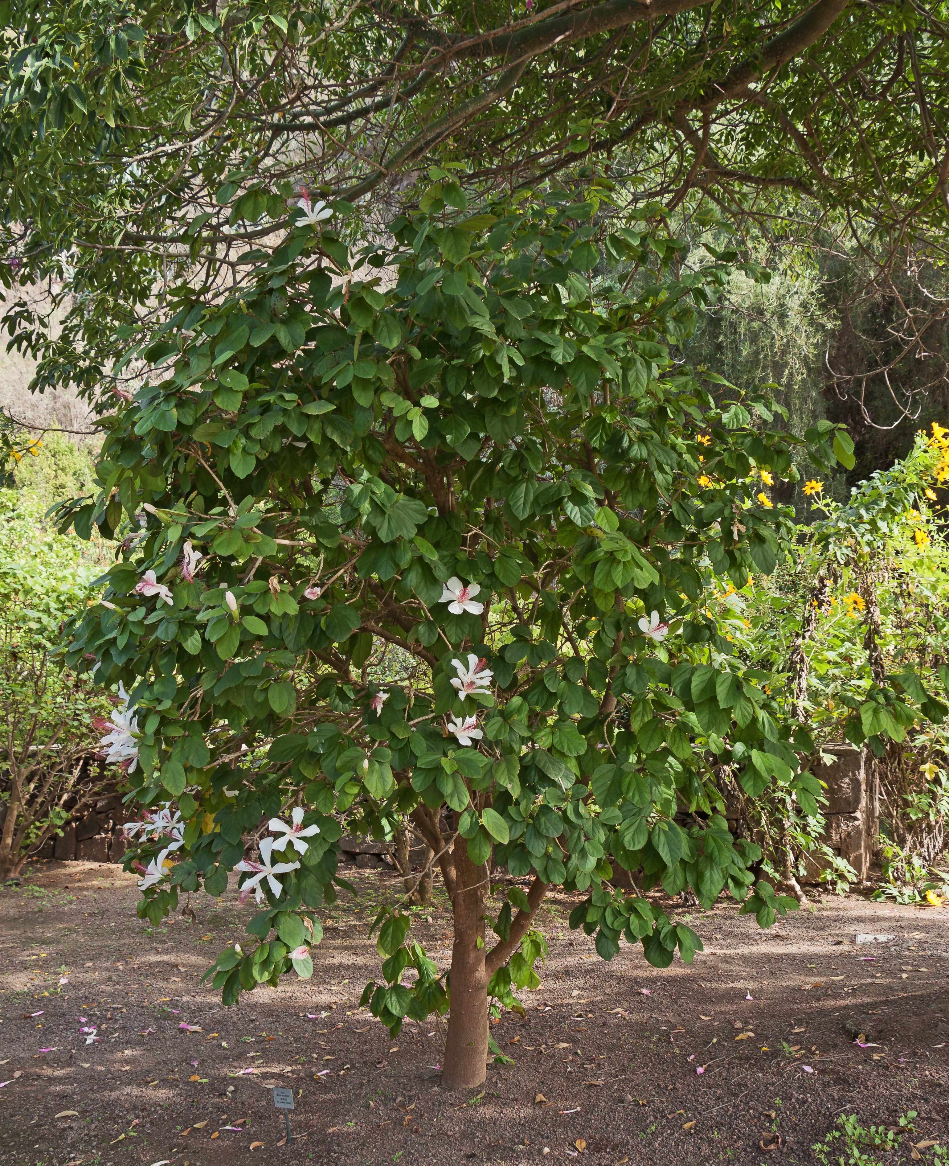 Hibiscus arnottianus - Jardín Botánico Canario Viera y Clavijo - Gran Canaria