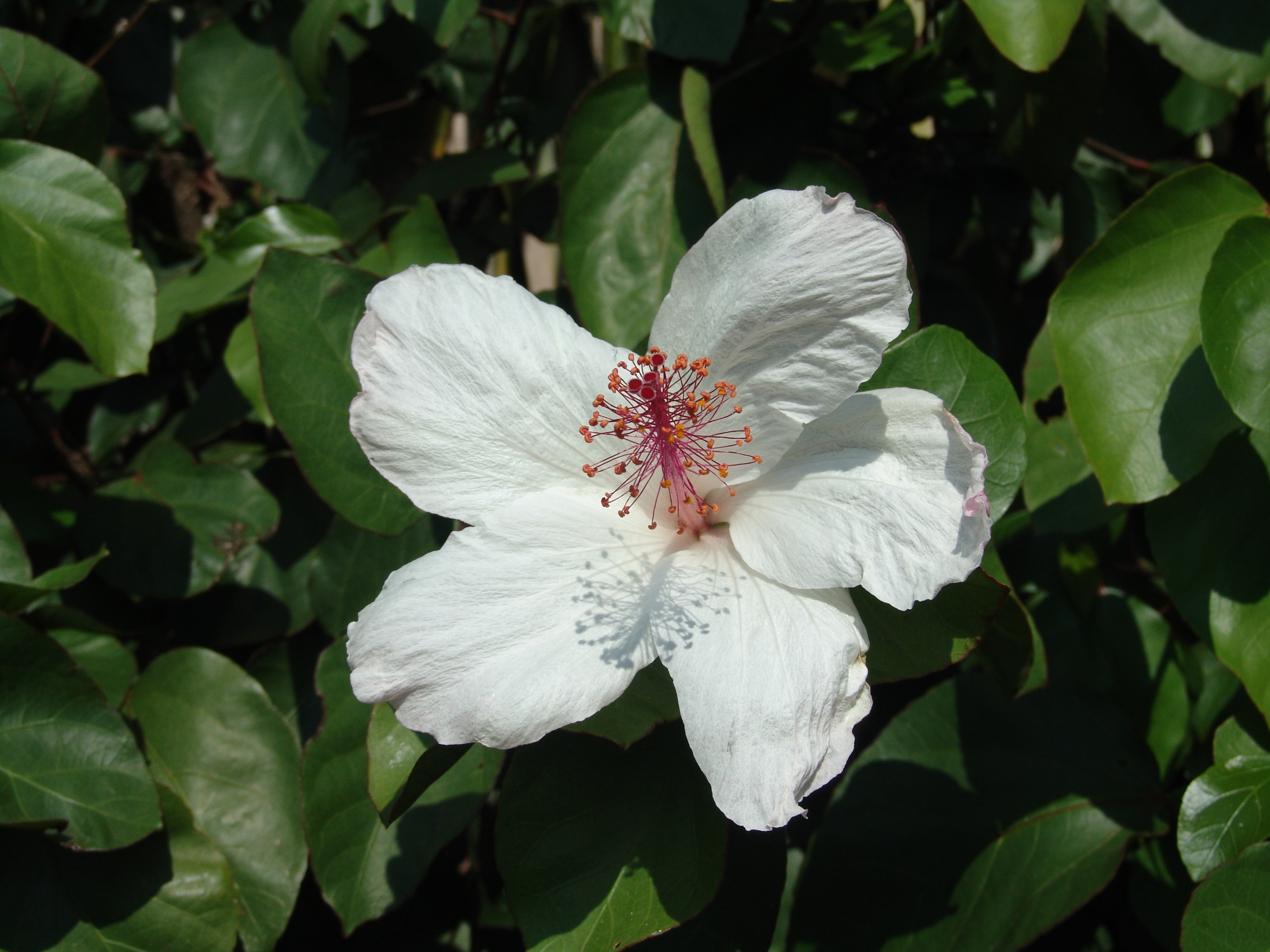 Hibiscus arnottianus (1)