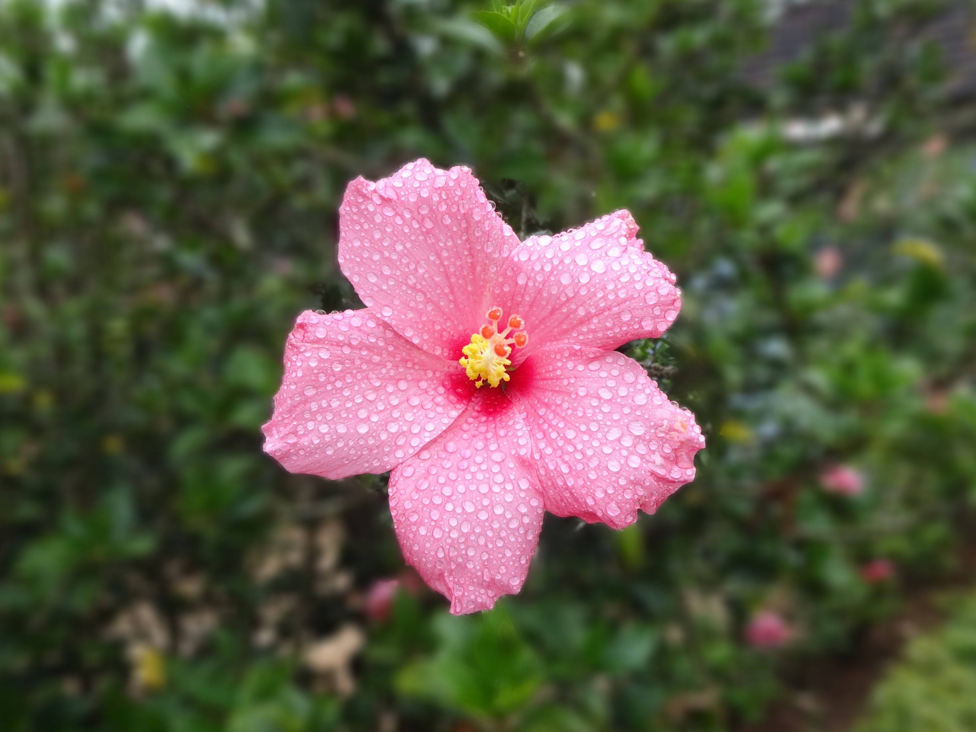 Hibiscus as seen at Chettalli, Coorg,India