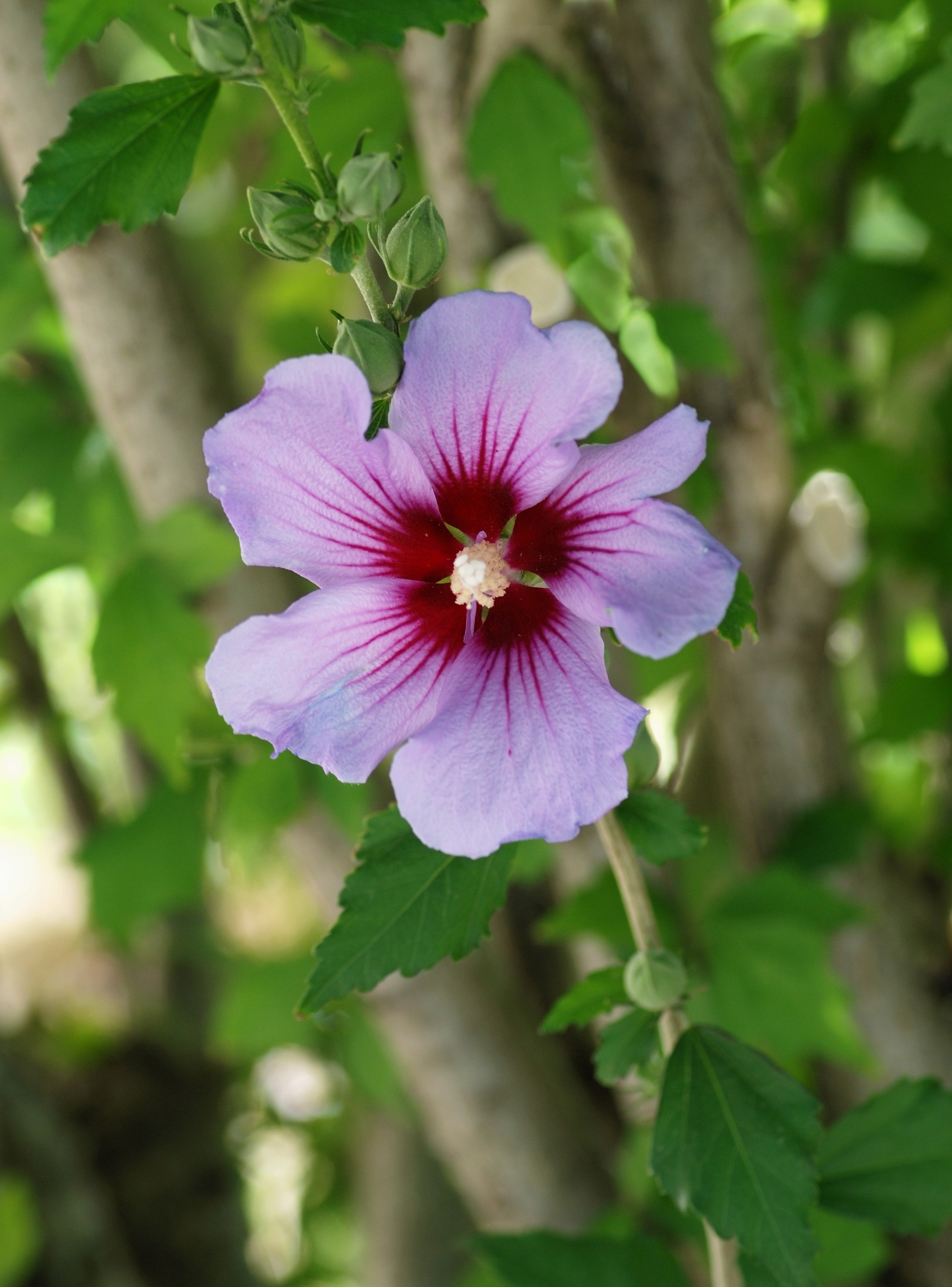 Hibiscus August 2010-3