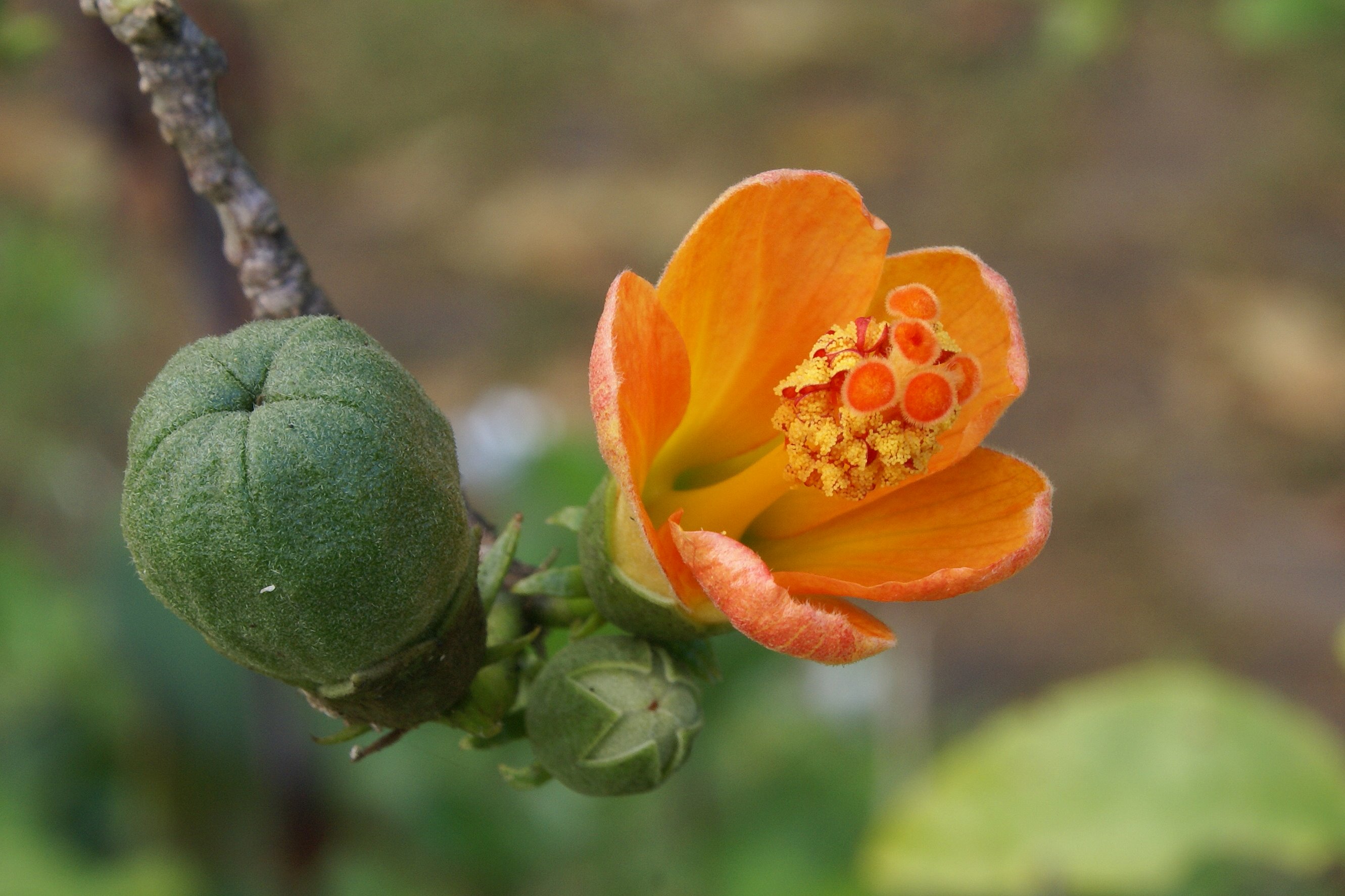 Hibiscus boryanus fruit flower & bud