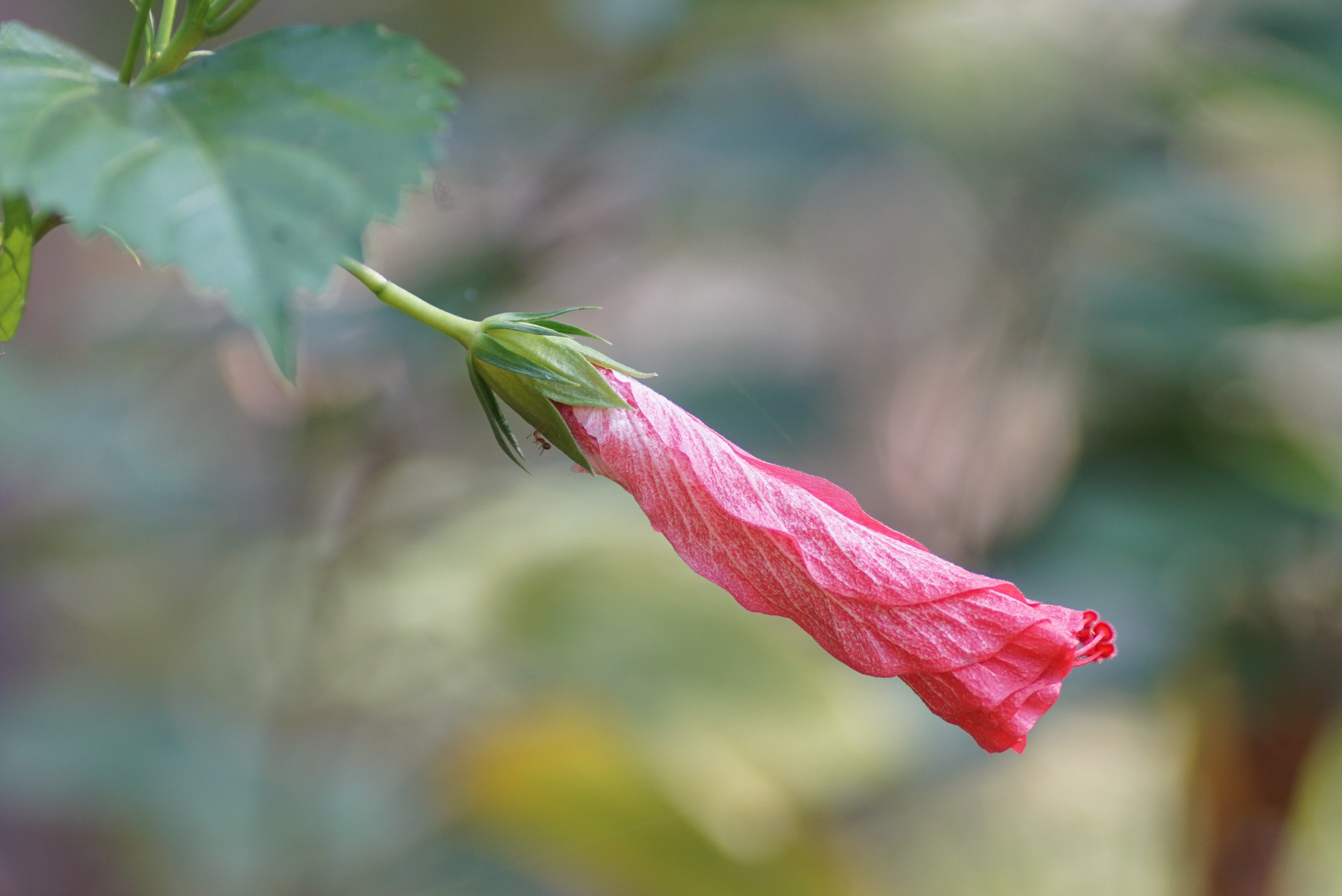 Hibiscus flower 05419