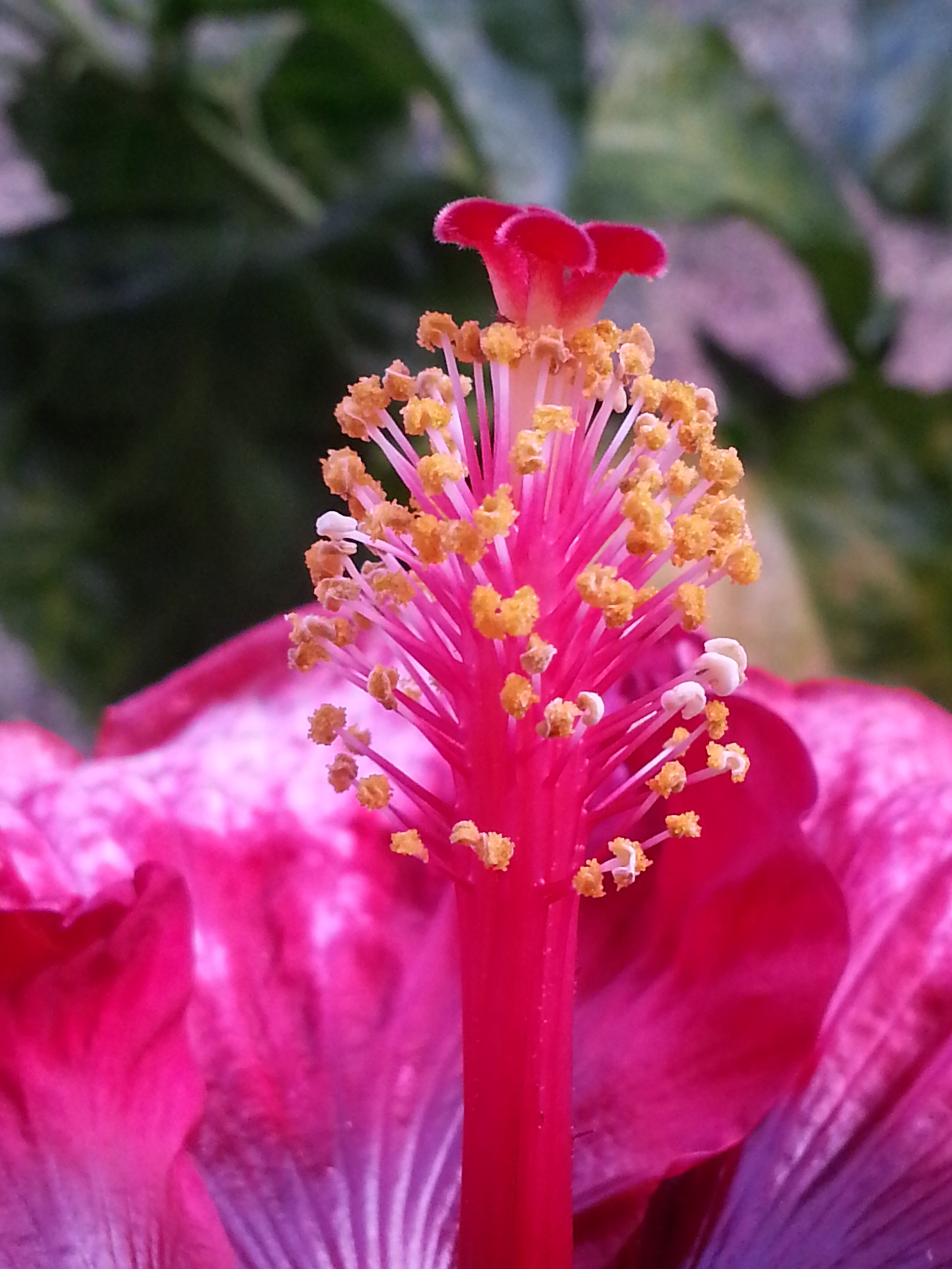 Hibiscus Pollen 03