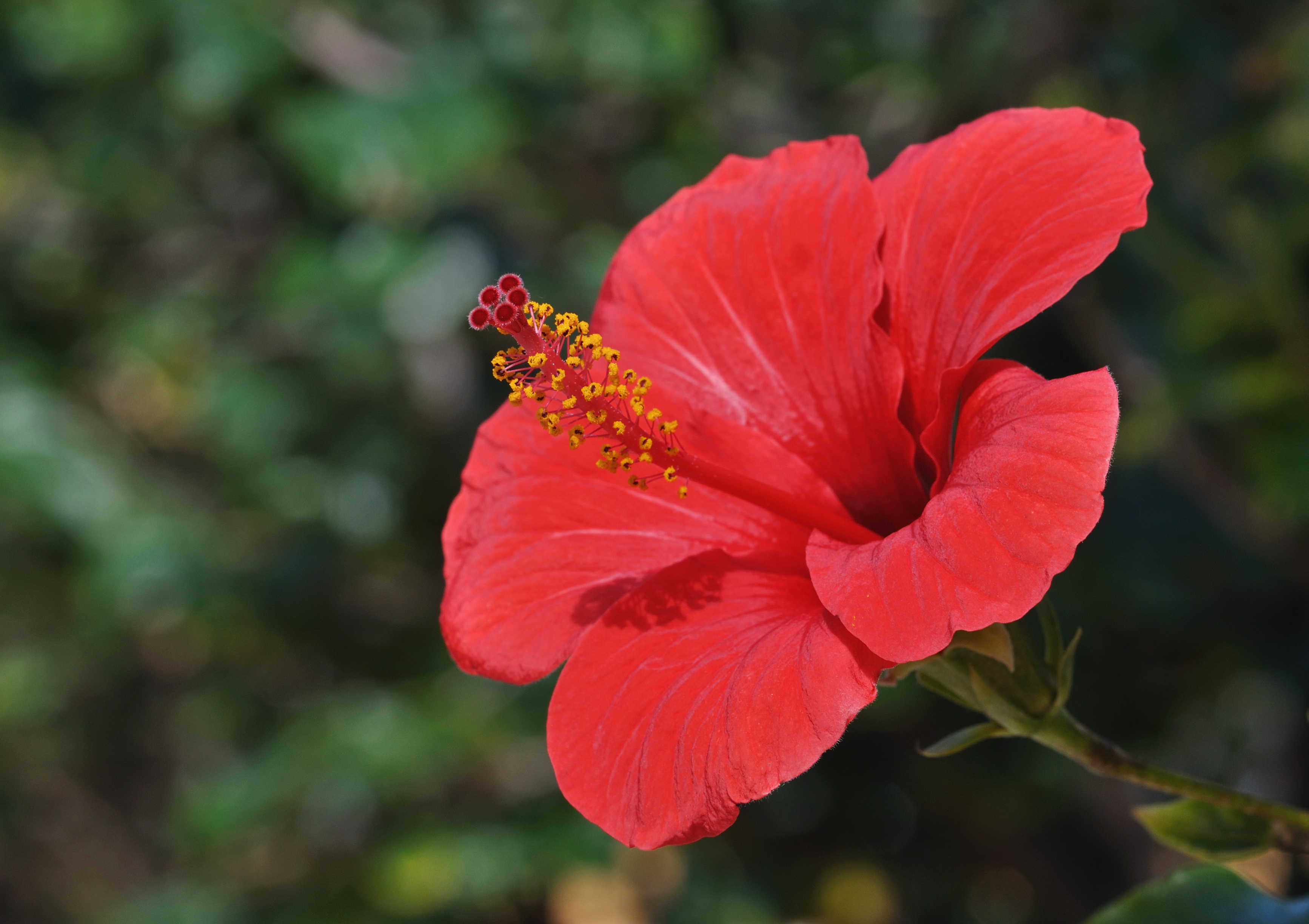 Hibiscus qtl1