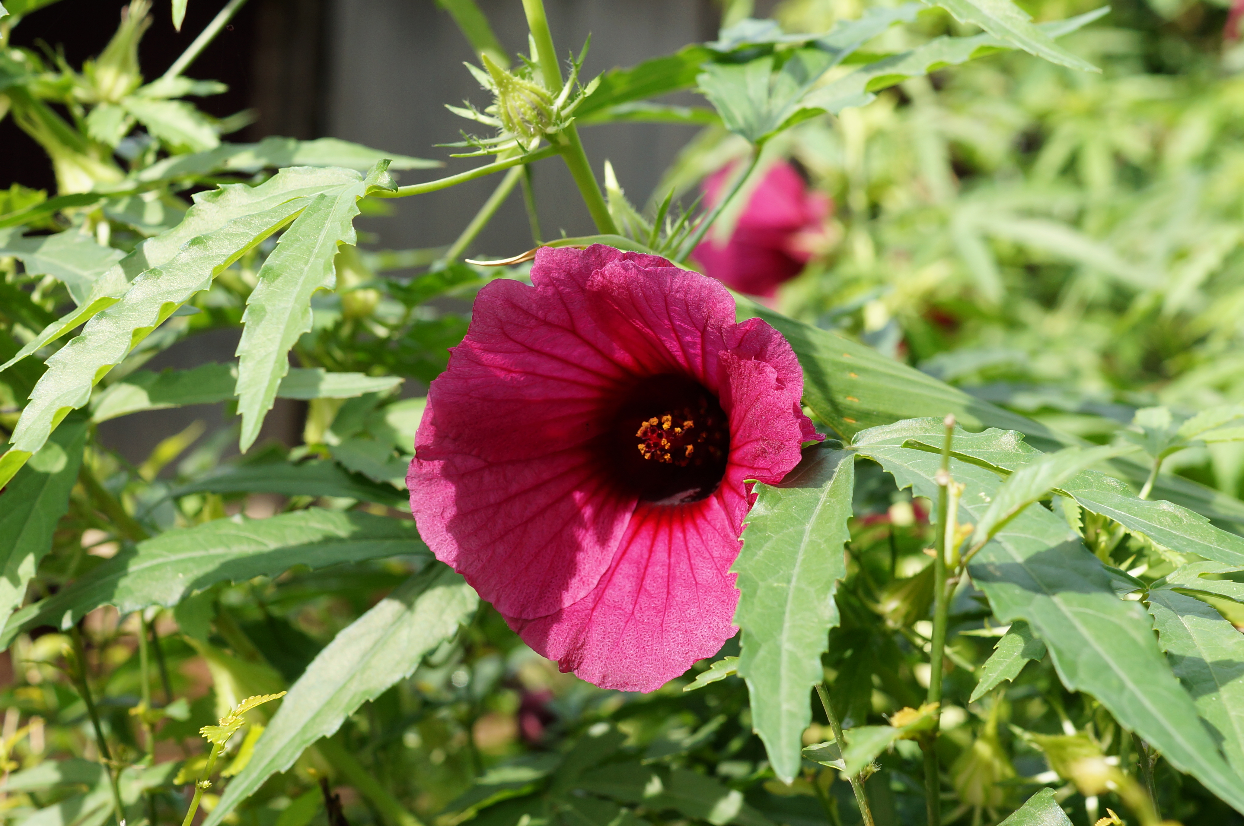 Hibiscus radiatus 01