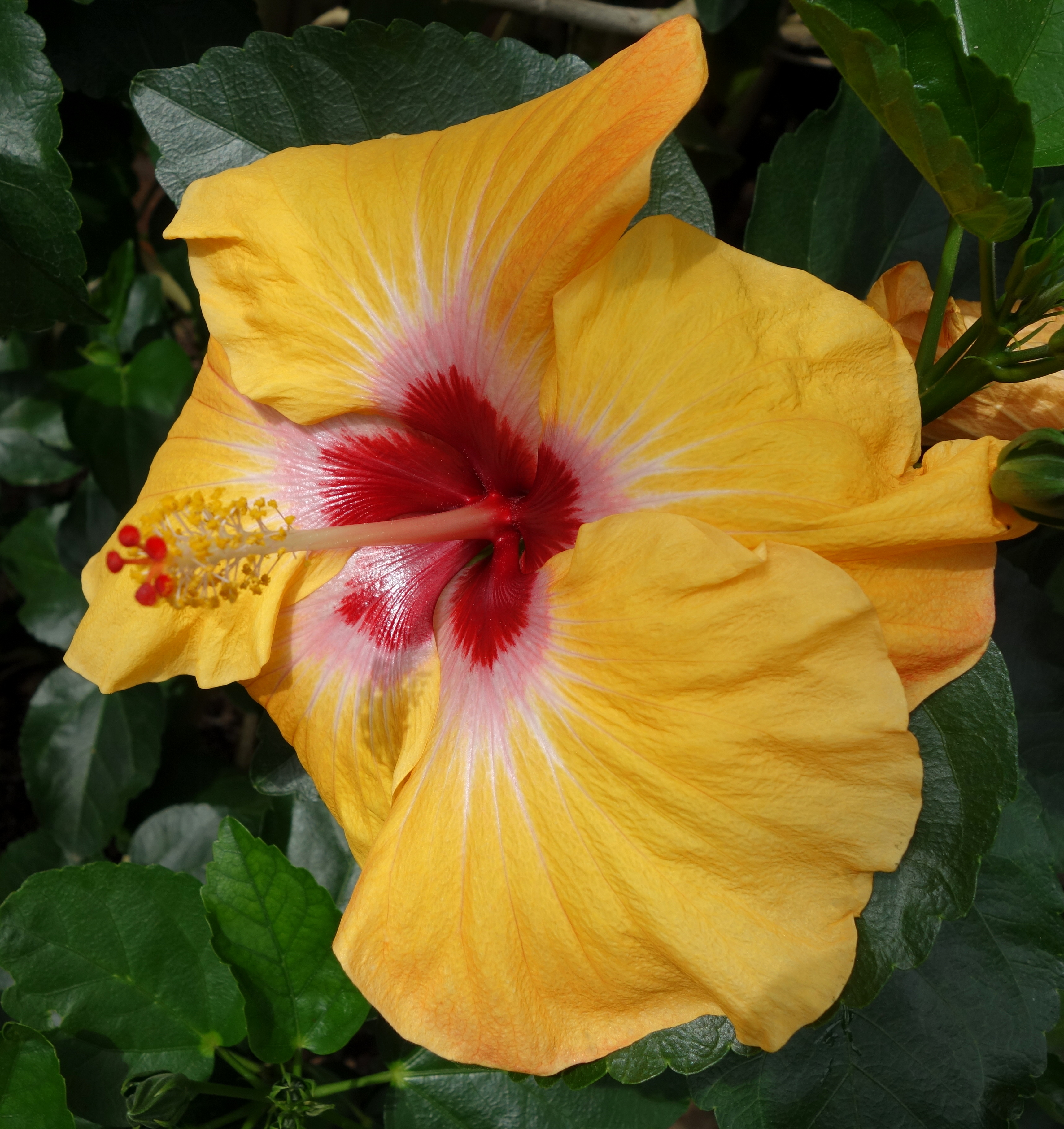 Hibiscus rosa-sinensis - Longwood Gardens - DSC01136