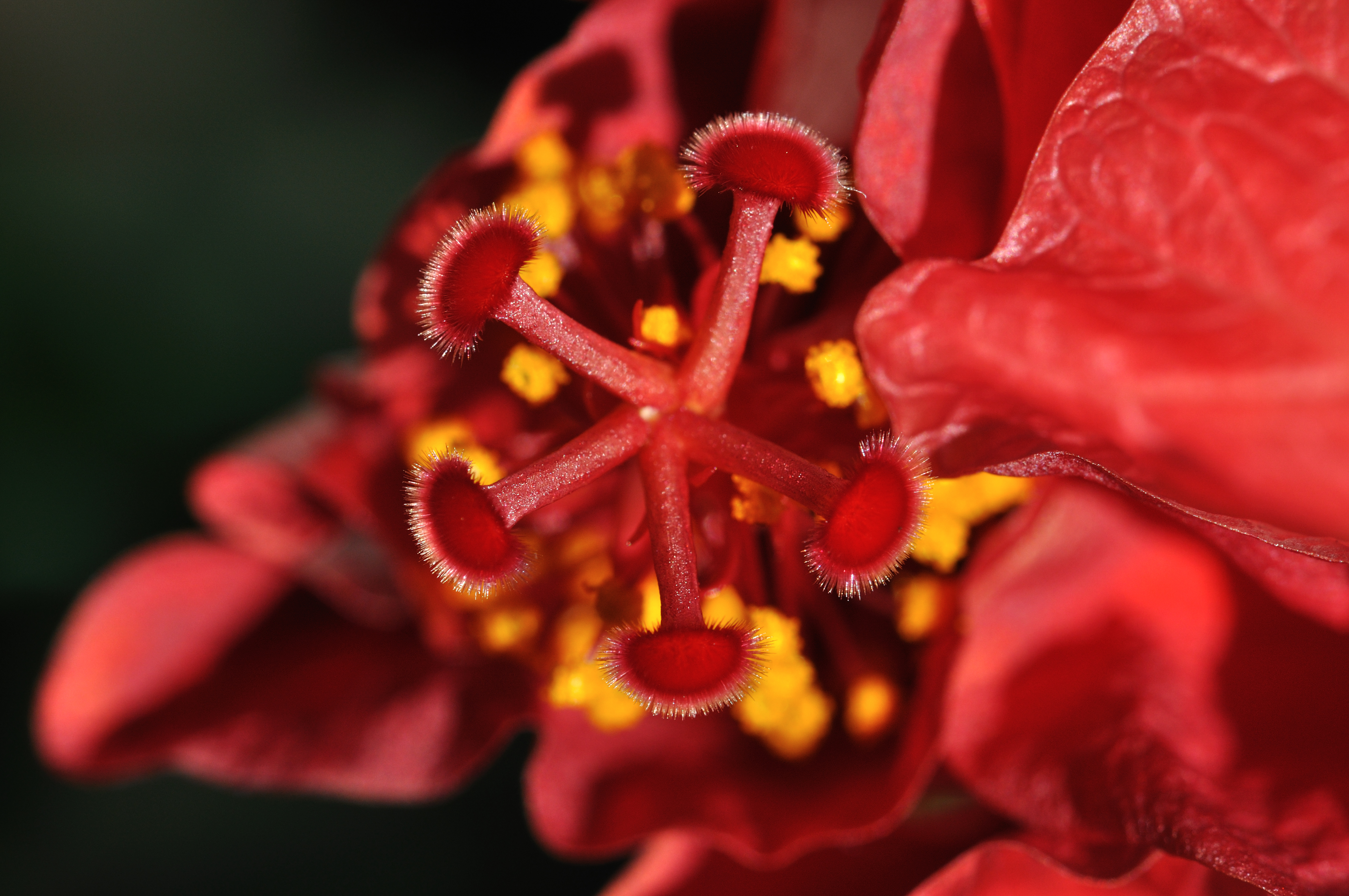 Hibiscus rosa-sinensis - Stigma