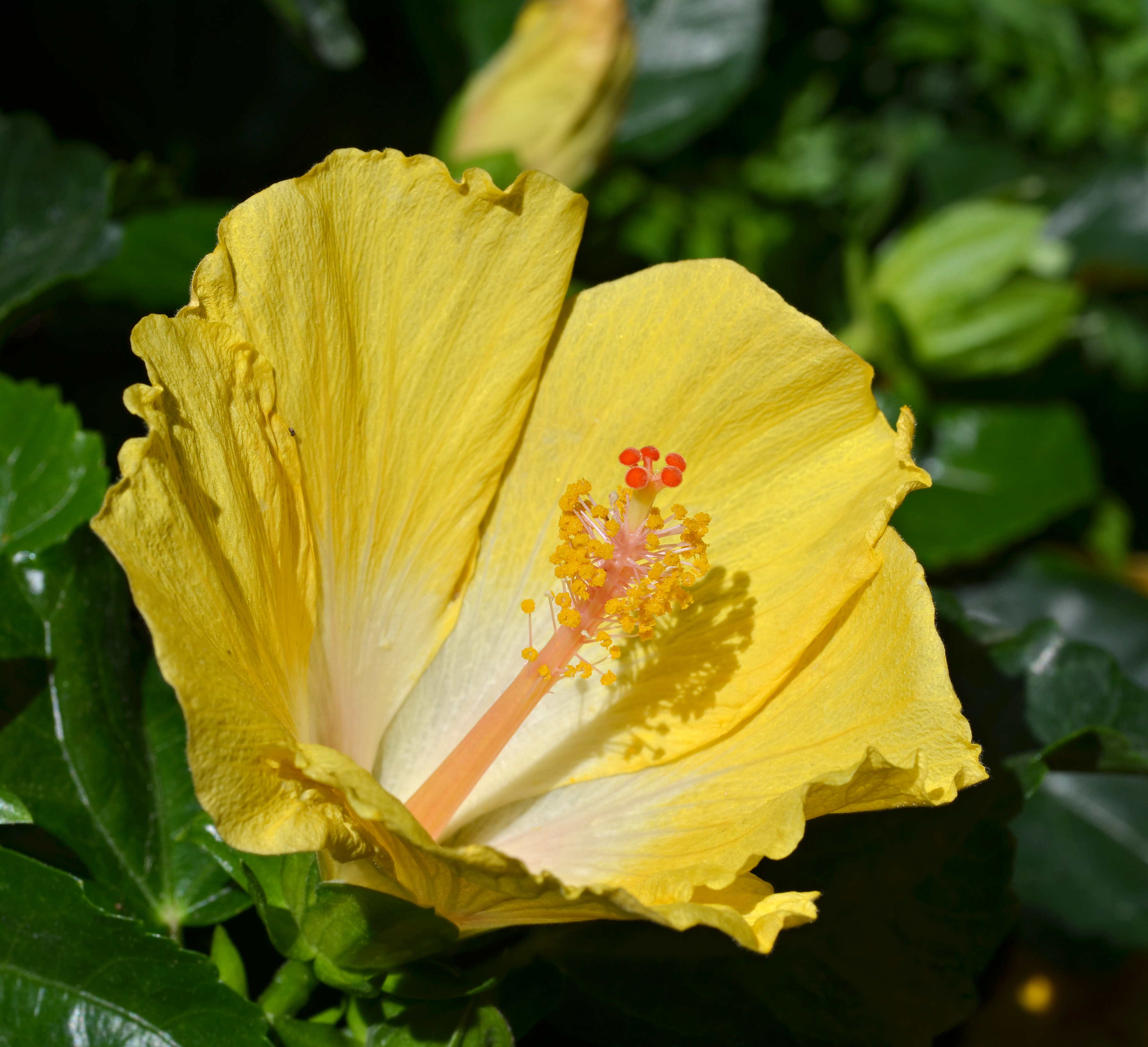 Hibiscus rosa-sinensis 'Bonaire Wind' Flower