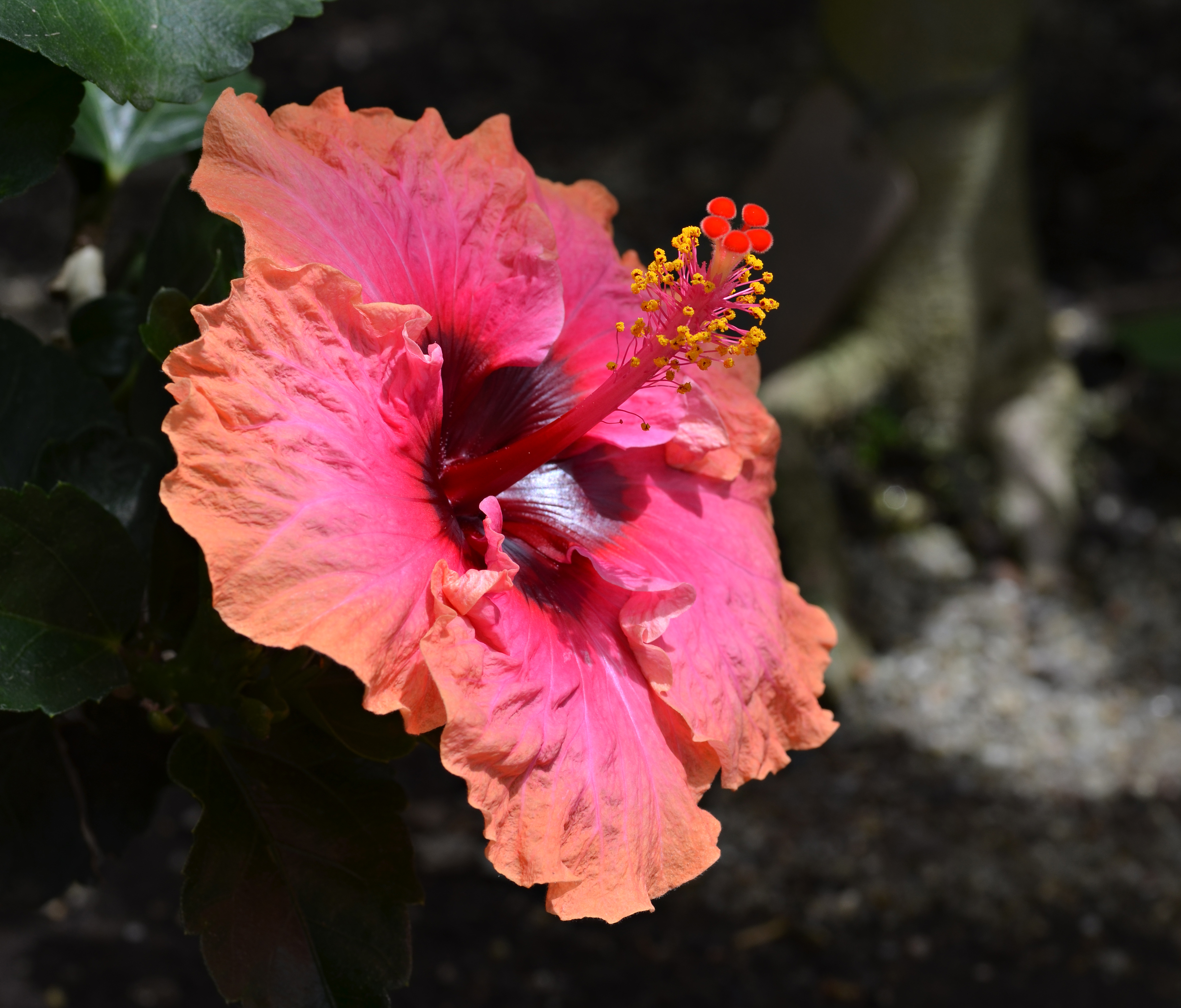 Hibiscus rosa-sinensis 'Erin Rachael' Flower 2