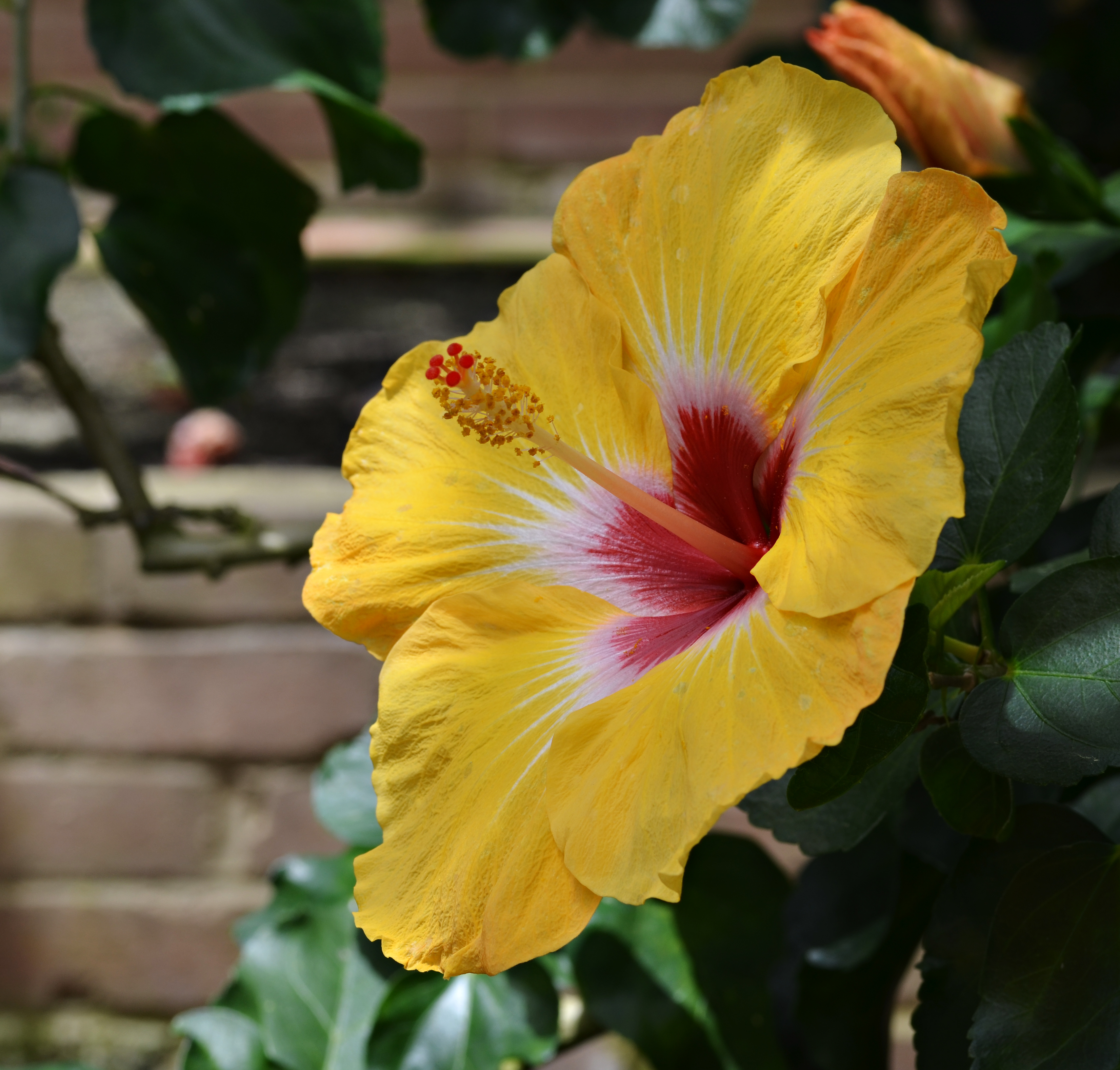 Hibiscus rosa-sinensis 'Jason' Flower