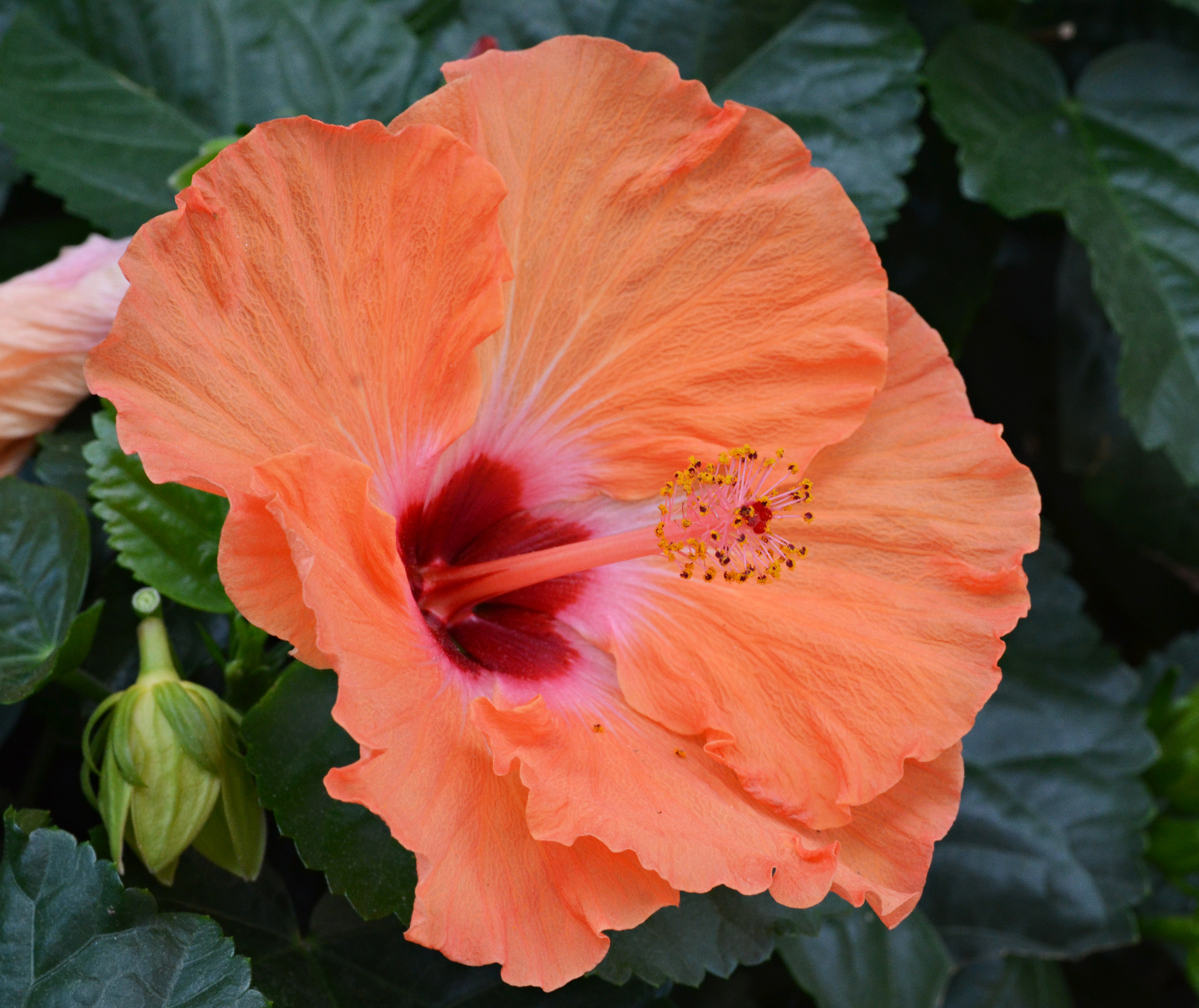 Hibiscus rosa-sinensis 'Mandarin Wind' Flower 2