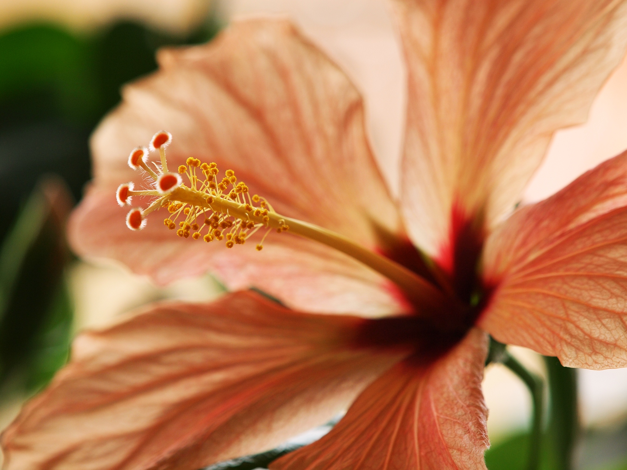 Hibiscus rosa-sinensis blossom