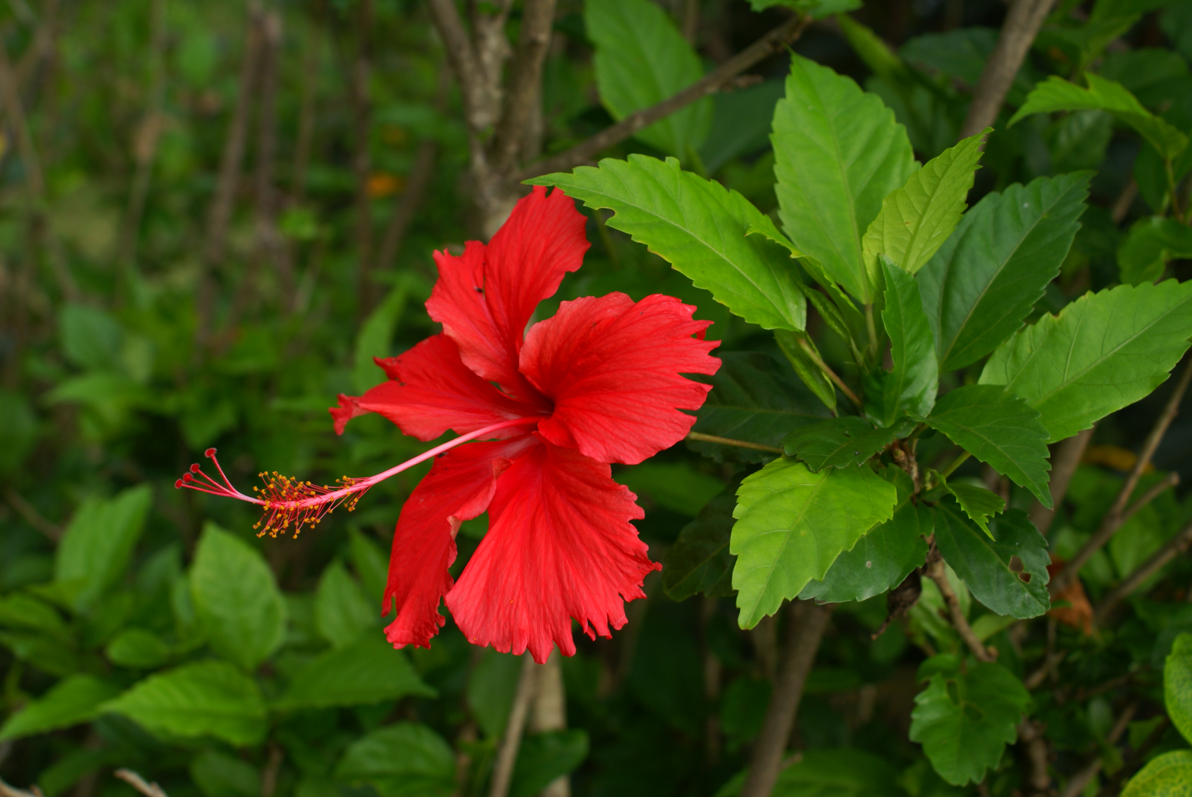 Hibiscus rosa-sinensis flower 2
