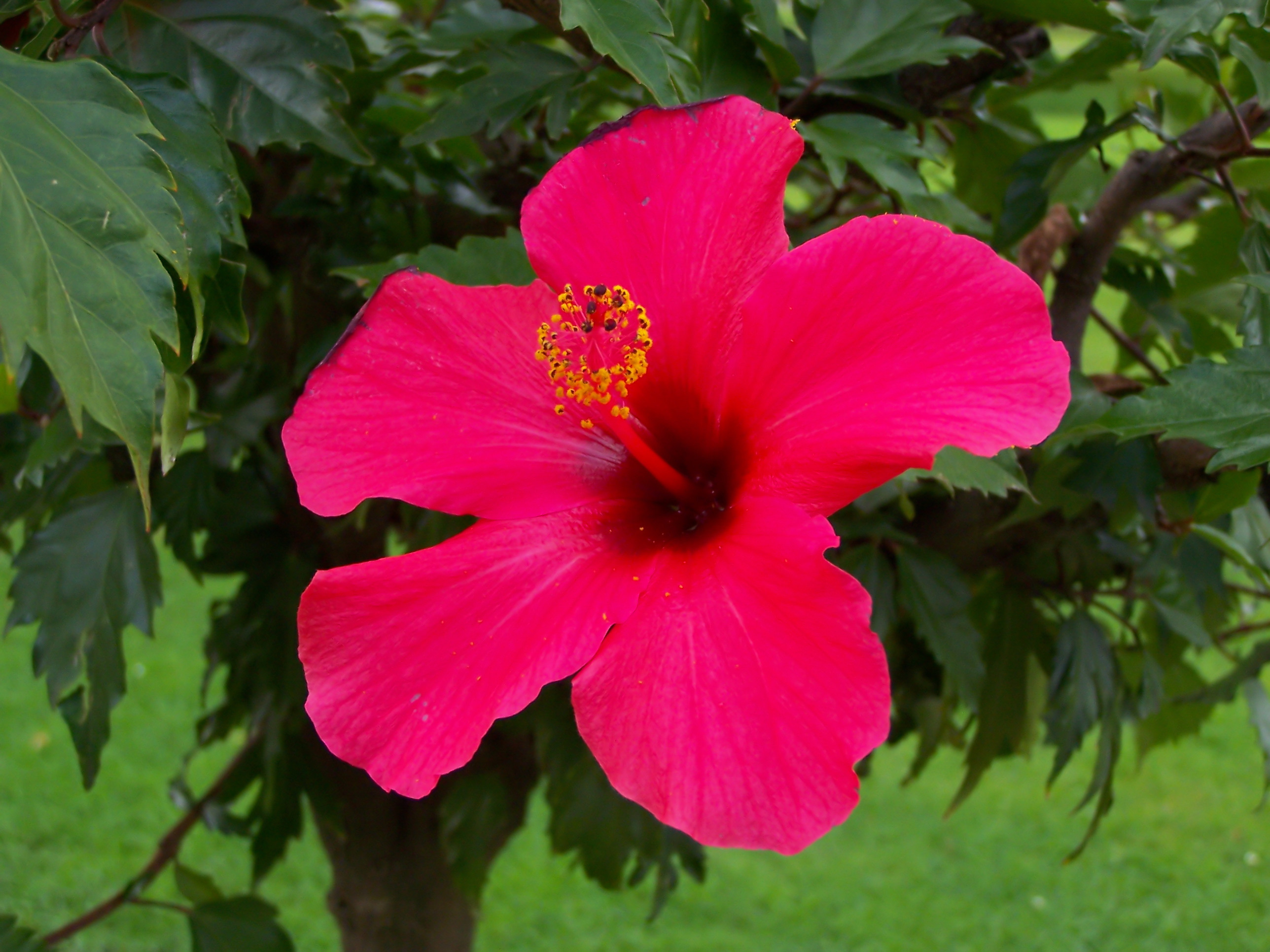 Hibiskus rosa-sinensis - Kwiat 02