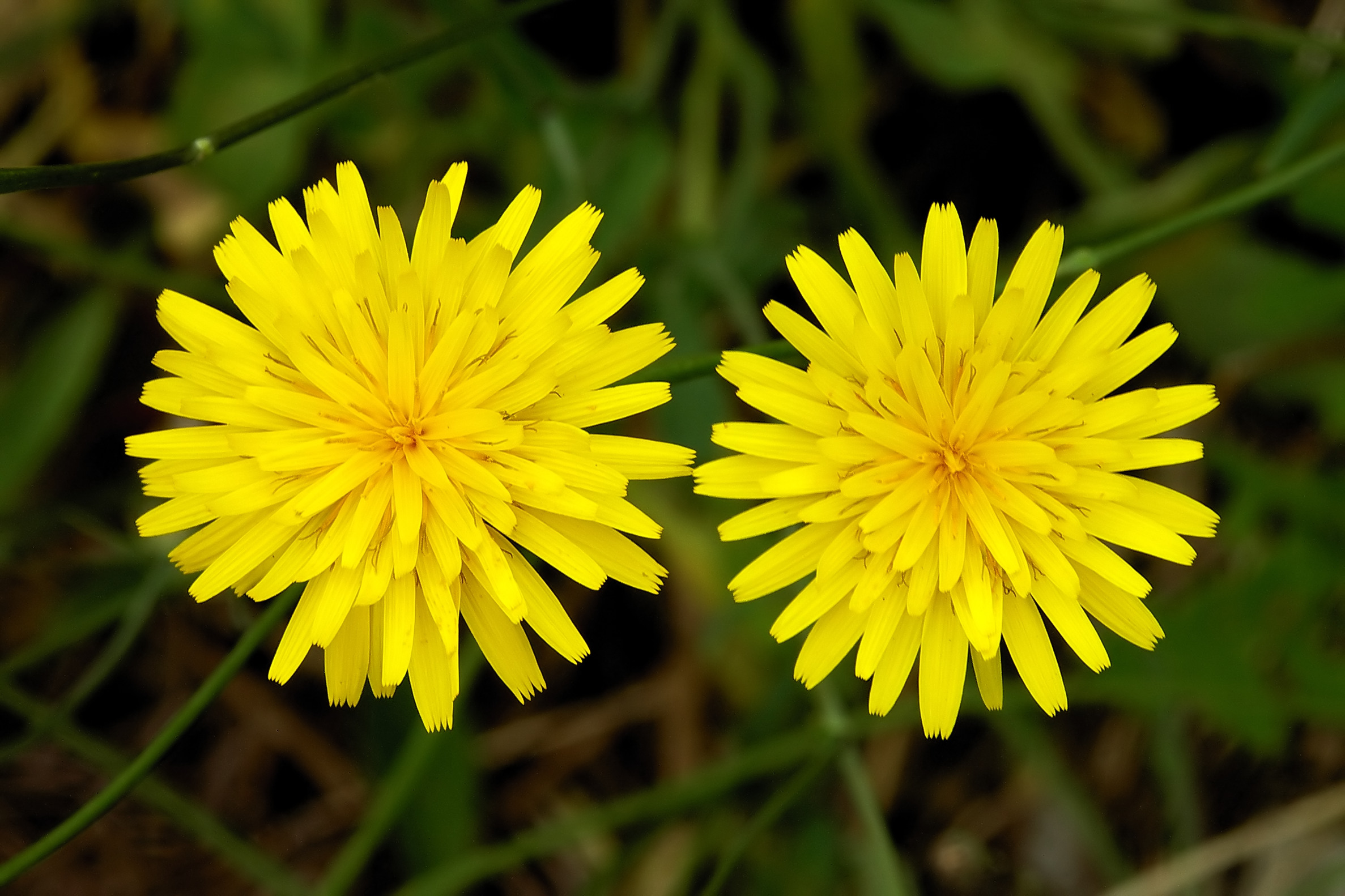 Hieracium 2008-1