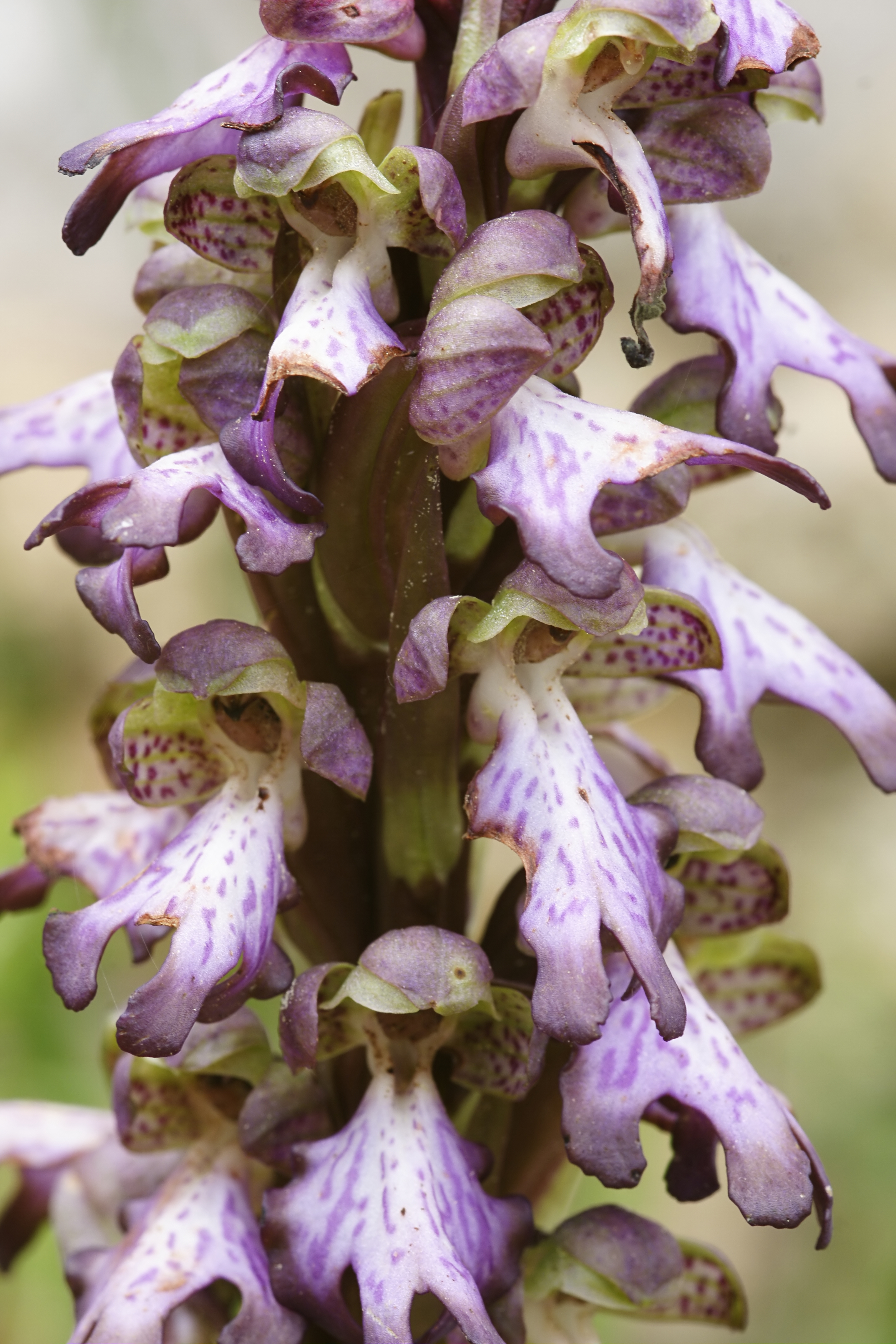 Himantoglossum robertianum (flowers)