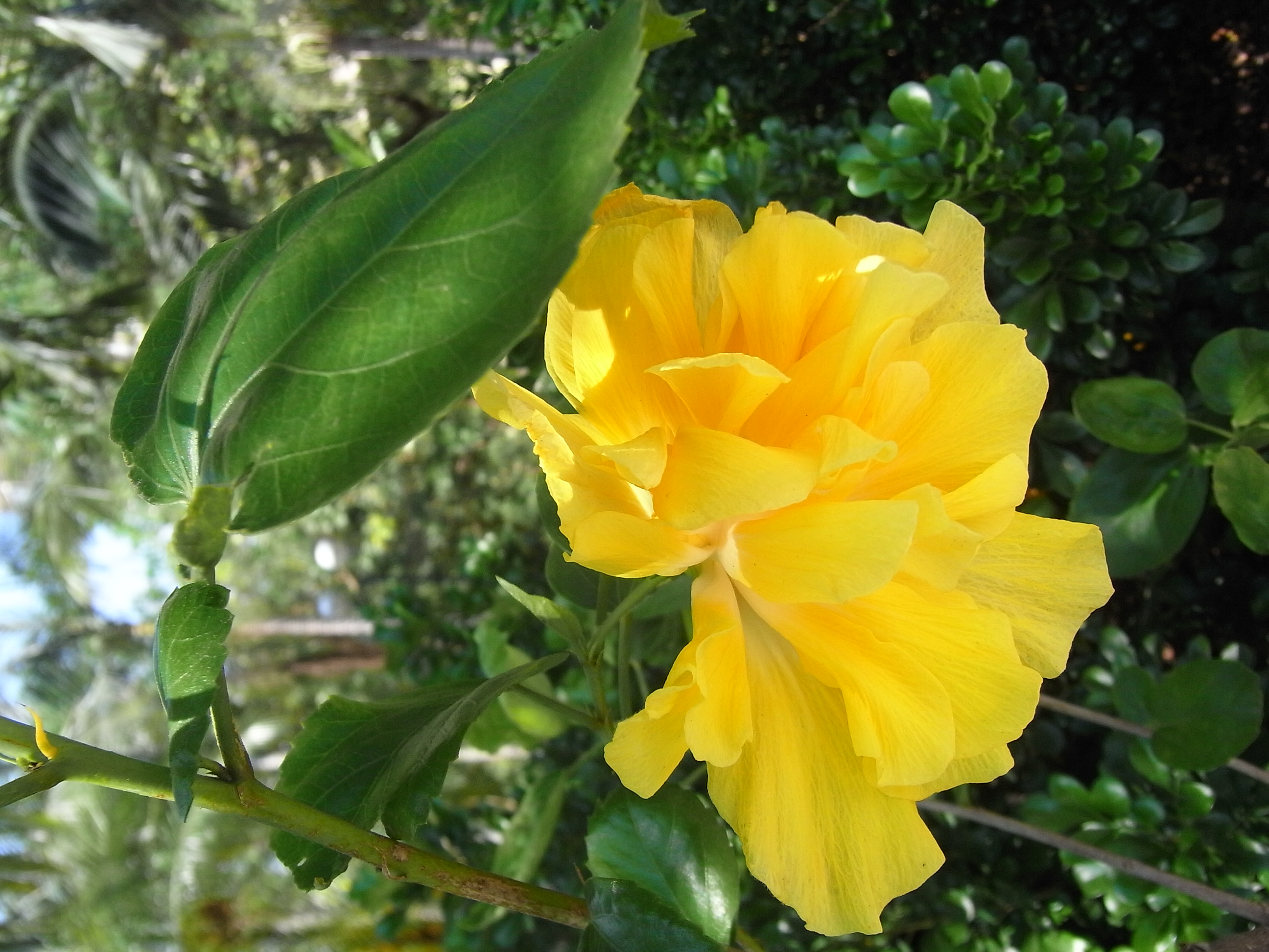 HK Shatin Tai Chung Kiu Road yellow flower Sept-2012