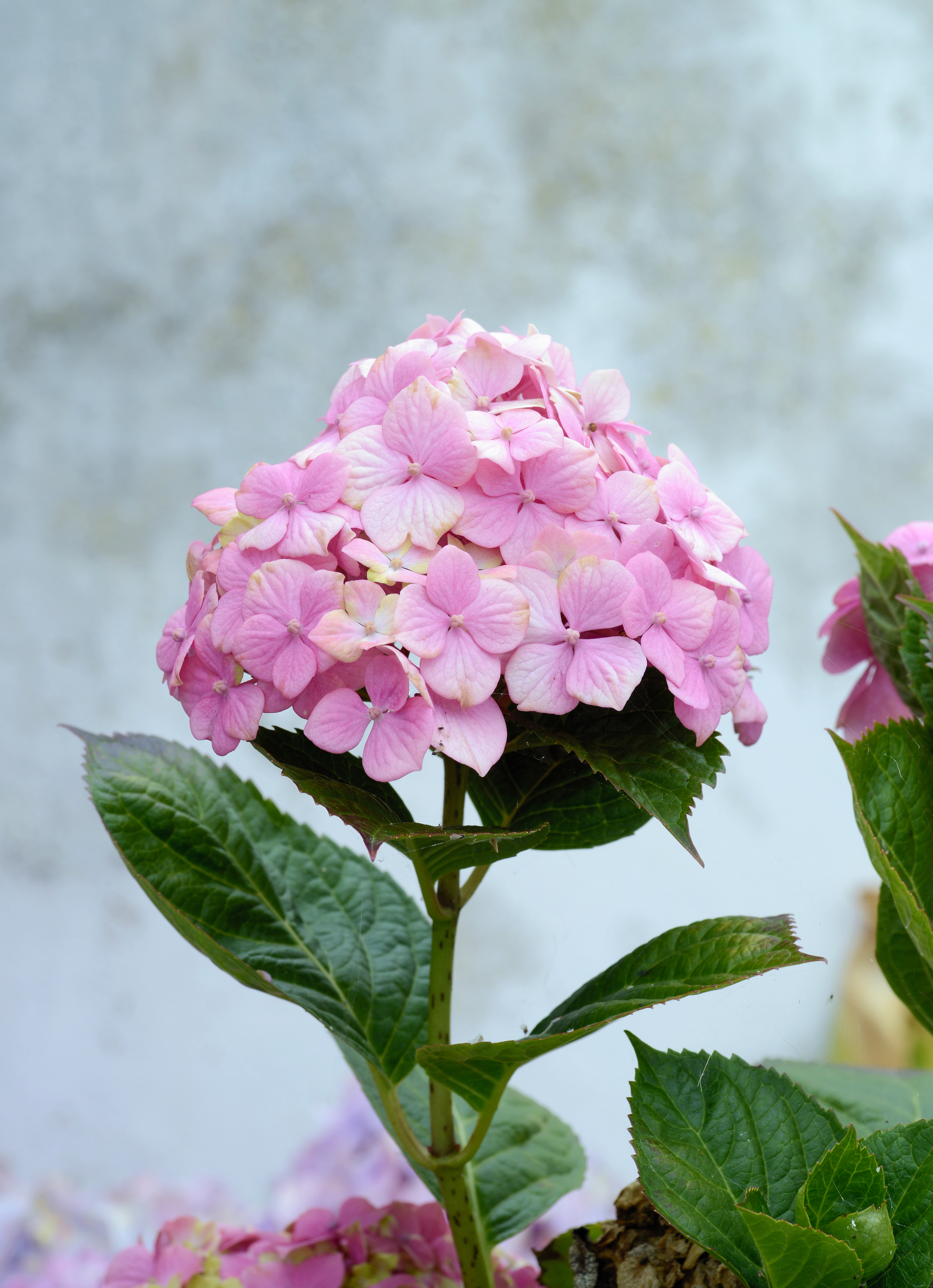 Hortensia June 2013-1