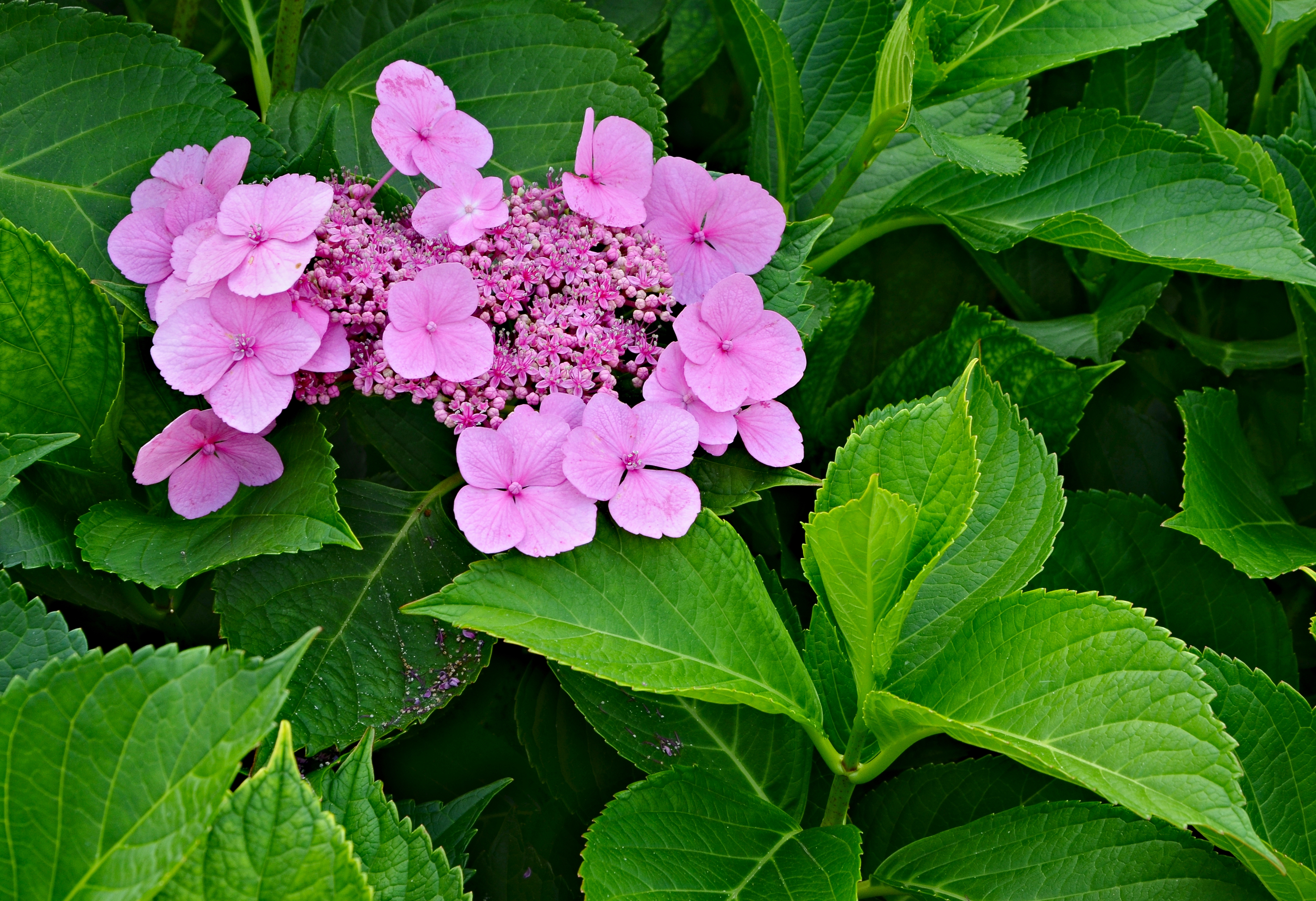 Hortensias FR Saint-Gaudent 86 2013