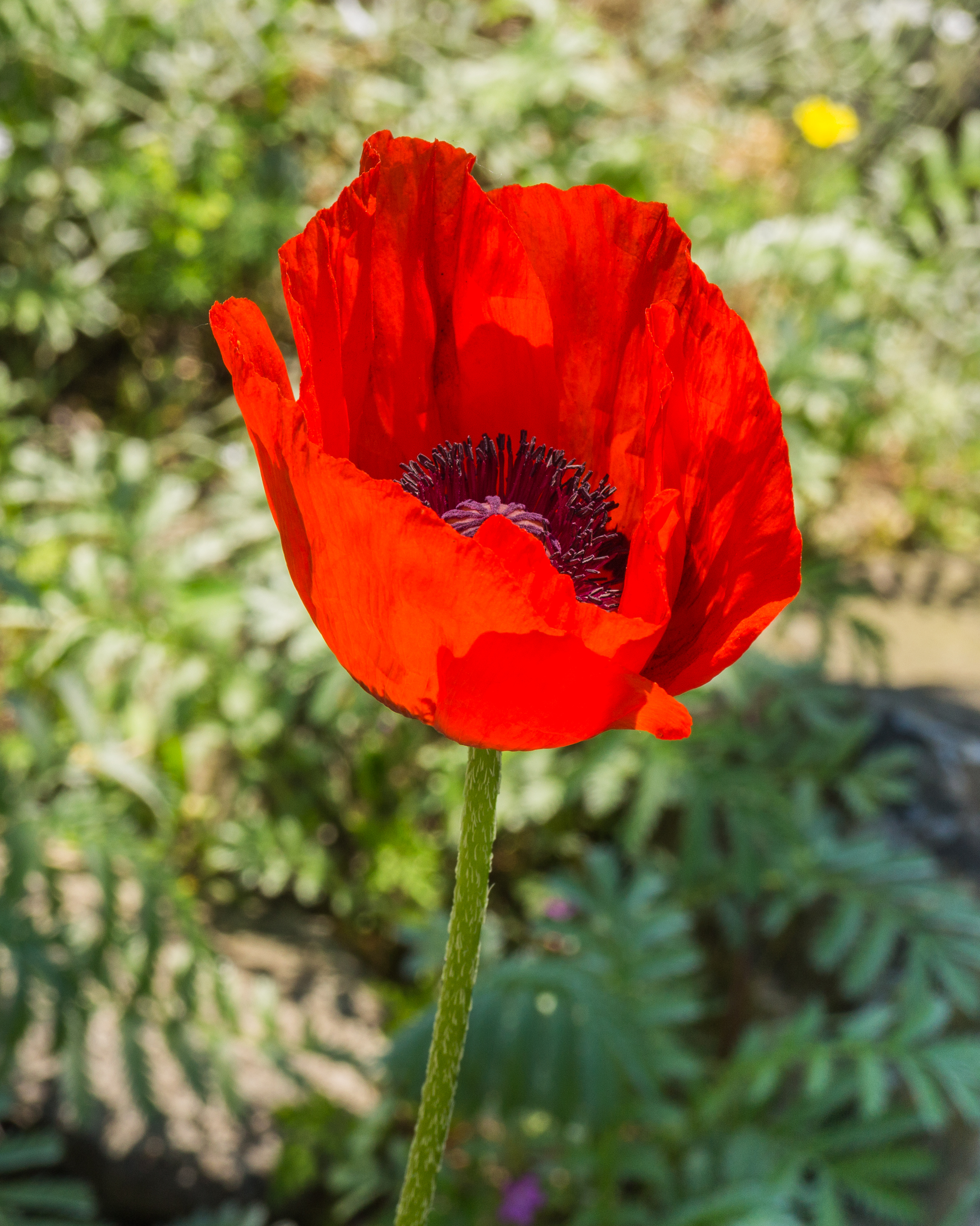 Hortus Haren (actm) 07