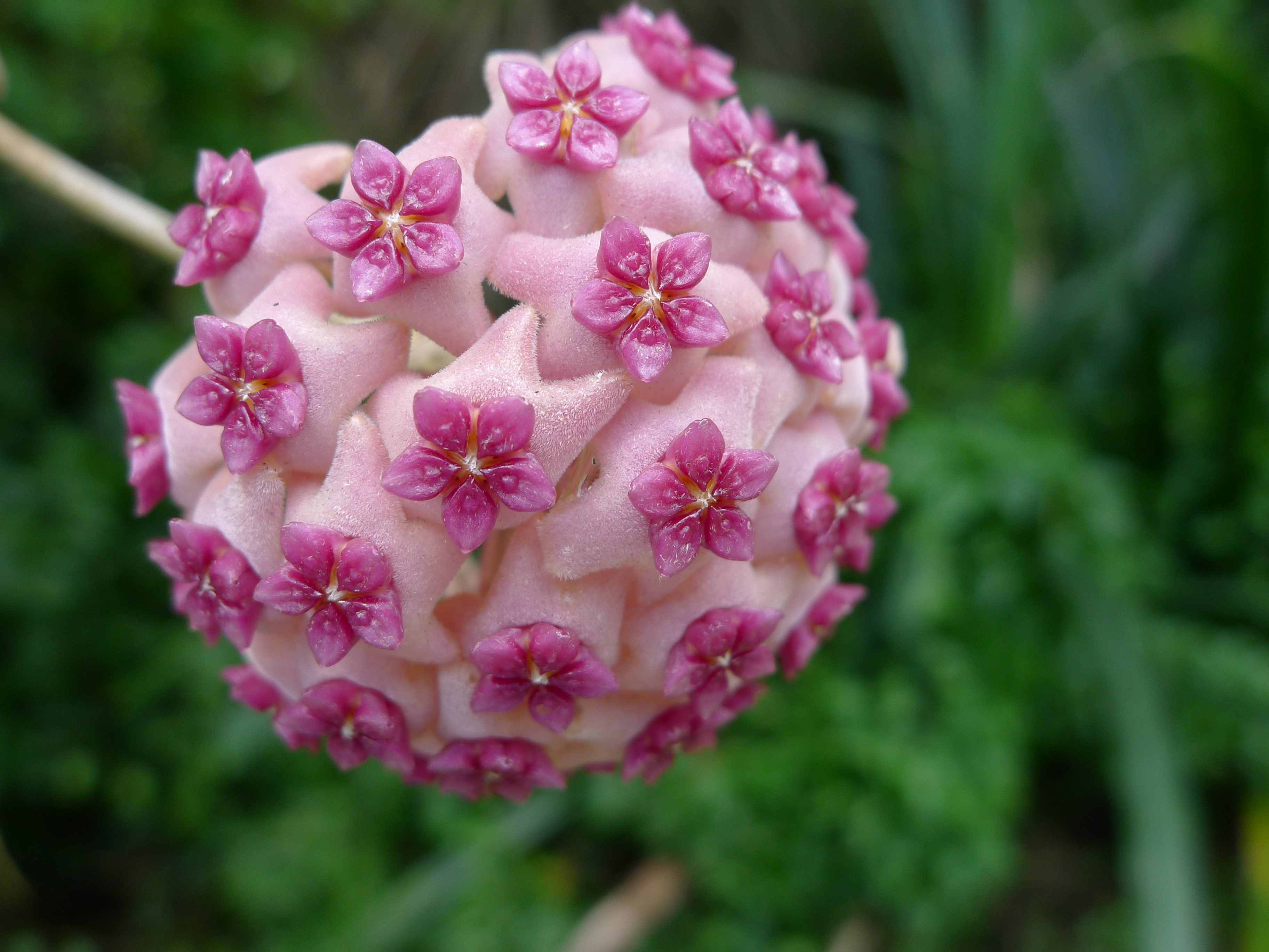 Hoya aldrichii 2