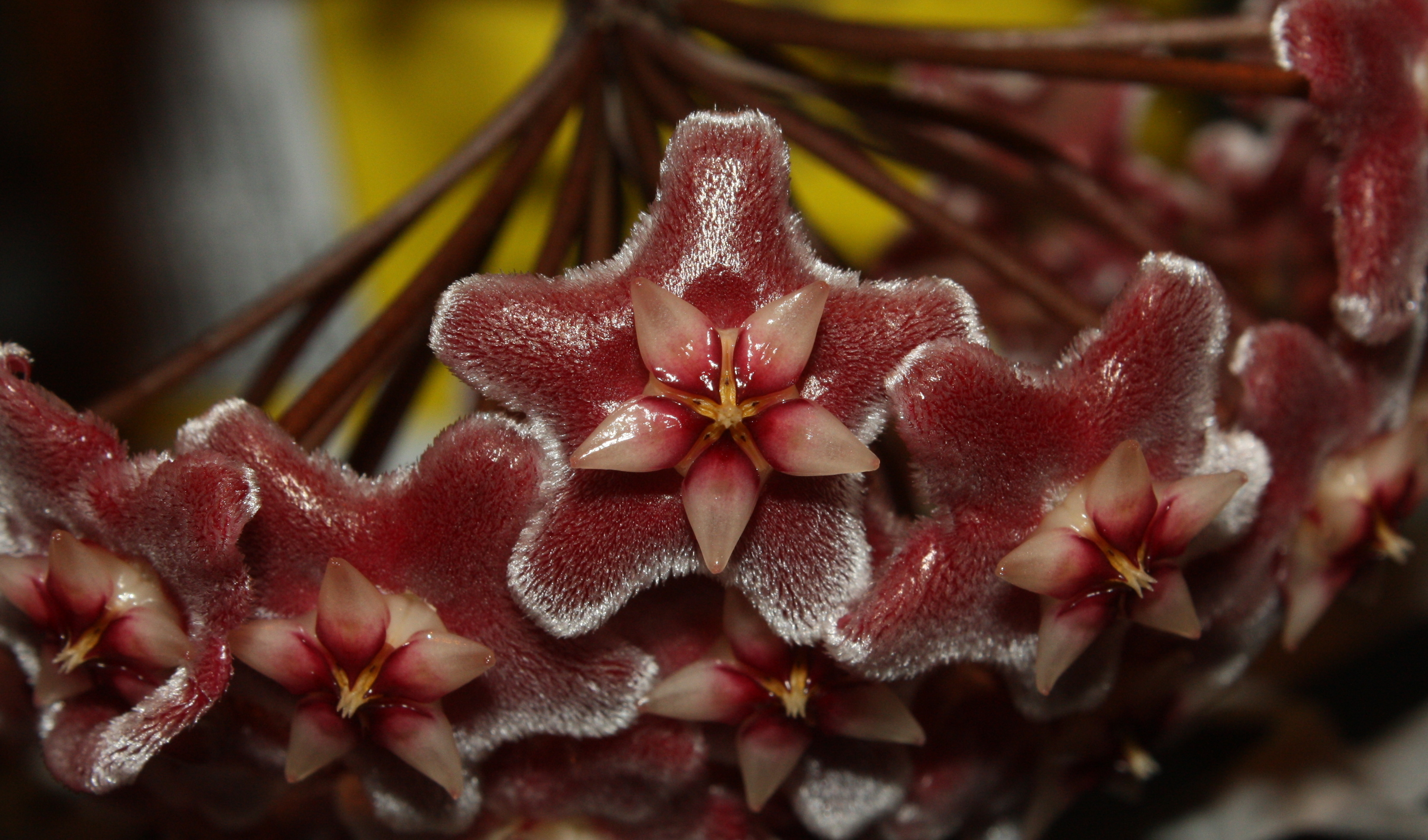 Hoya inflorescence open