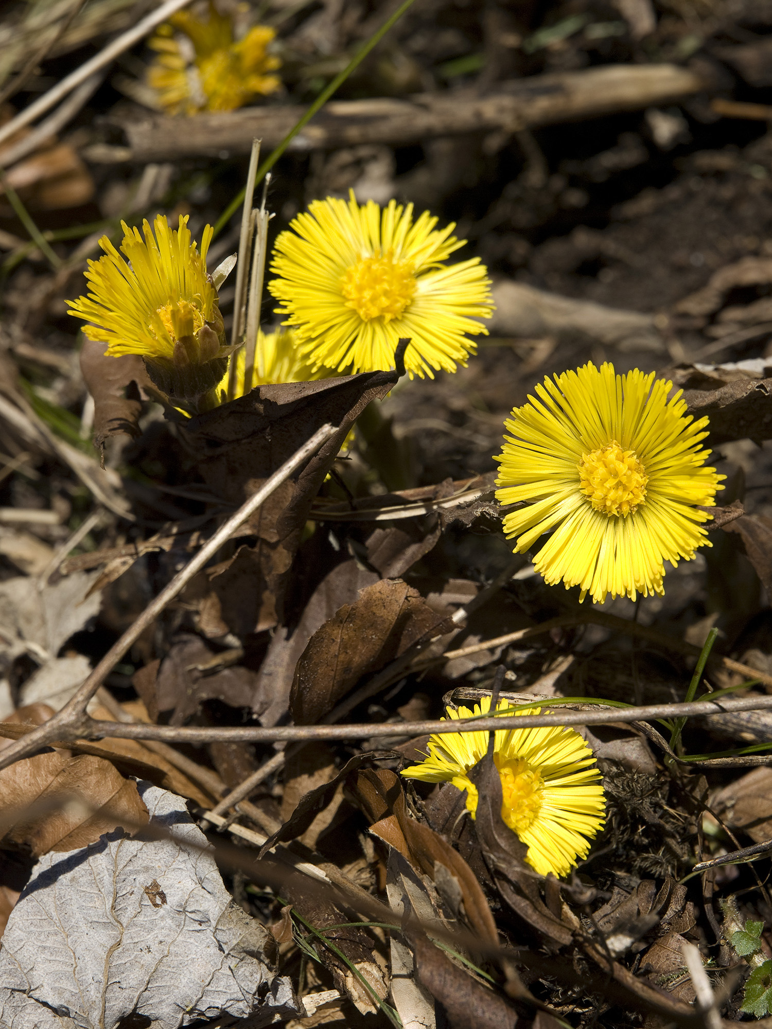 Huflattich Tussilago farfara 001