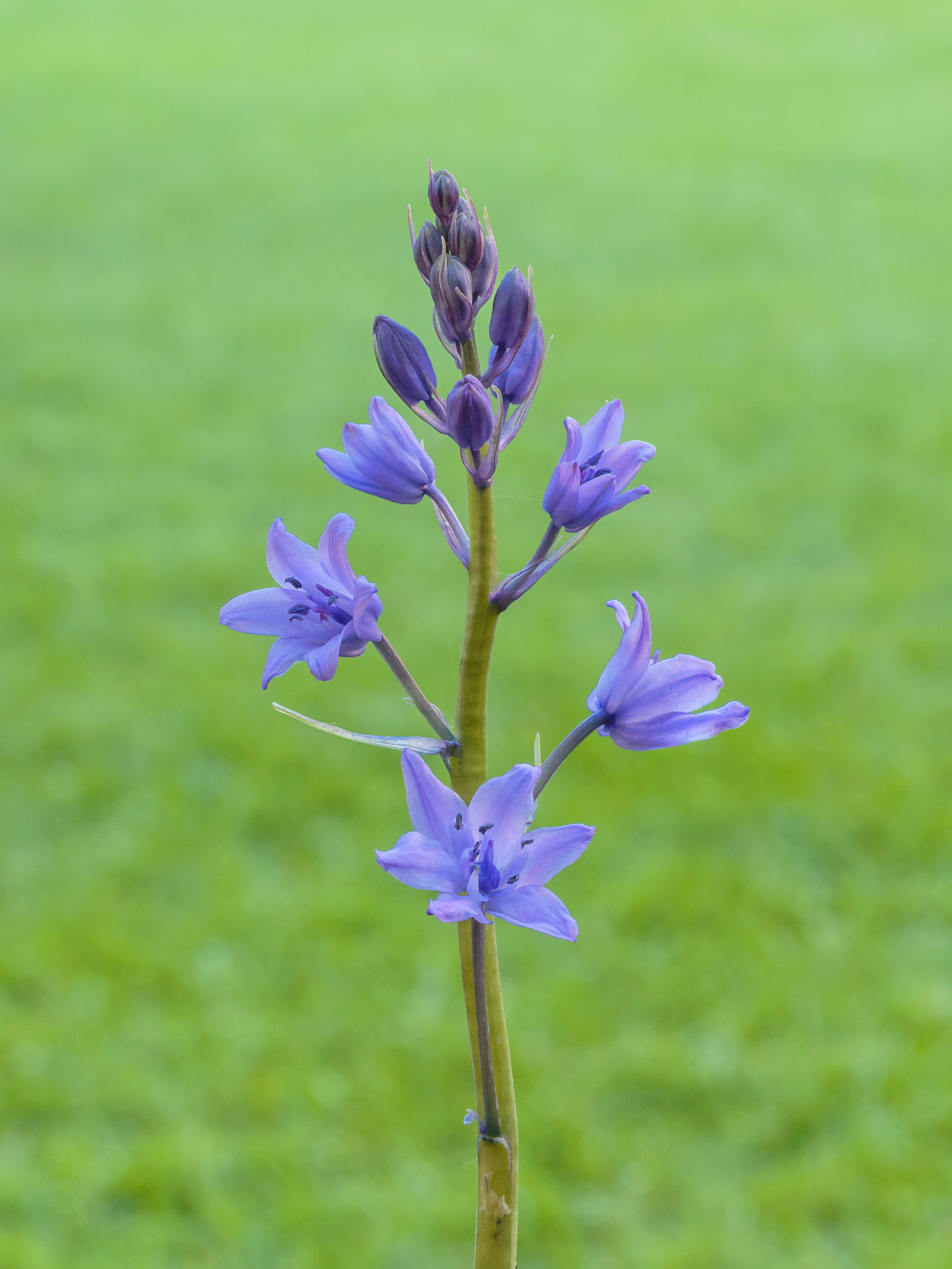 Hyacinthoides non-scripta, bastaard van Hyacinthoides hispanica. Boshyacint. d.j.b. 05