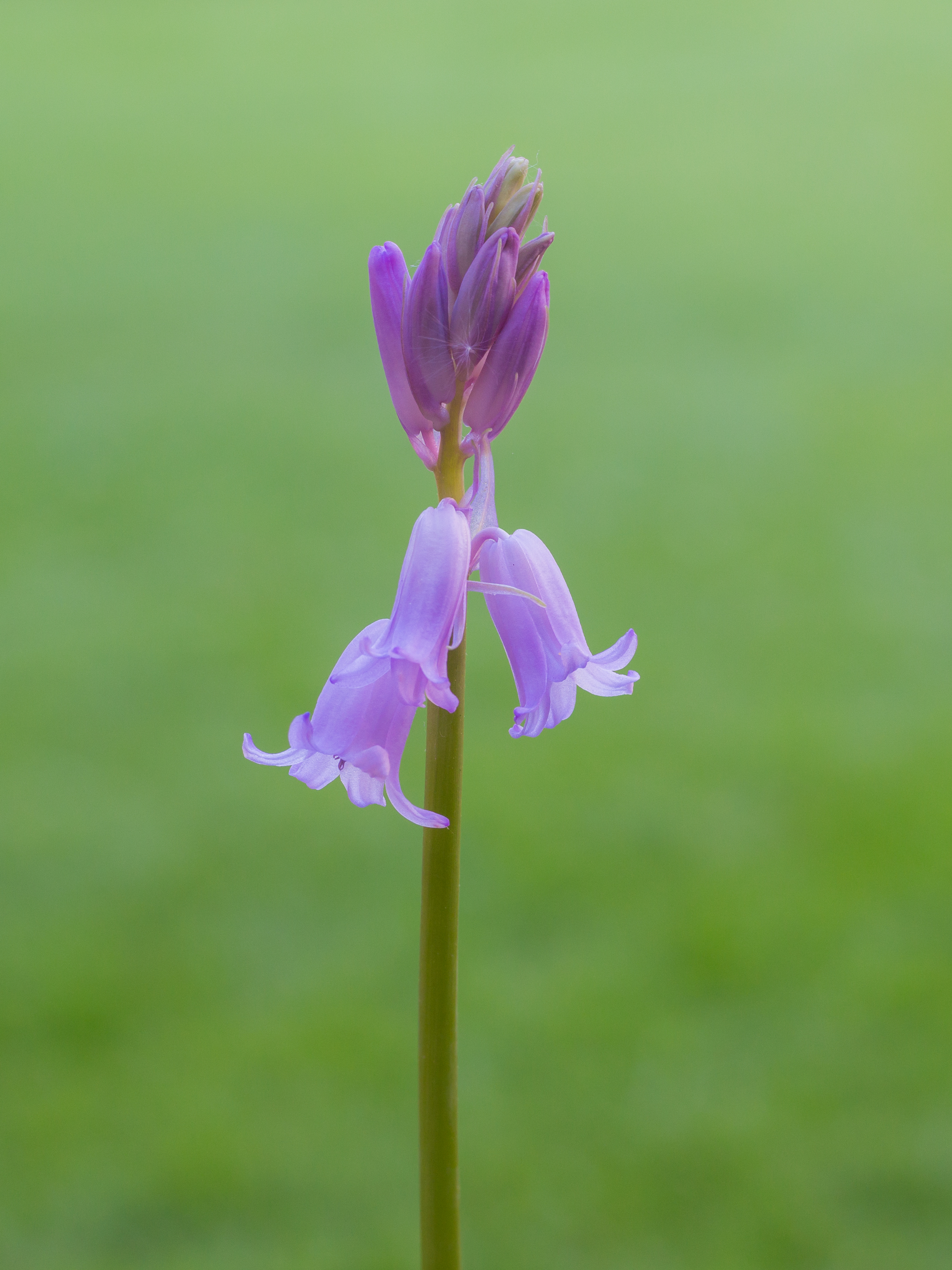 Hyacinthoides non-scripta, bastaard van Hyacinthoides hispanica. Boshyacint. d.j.b 03