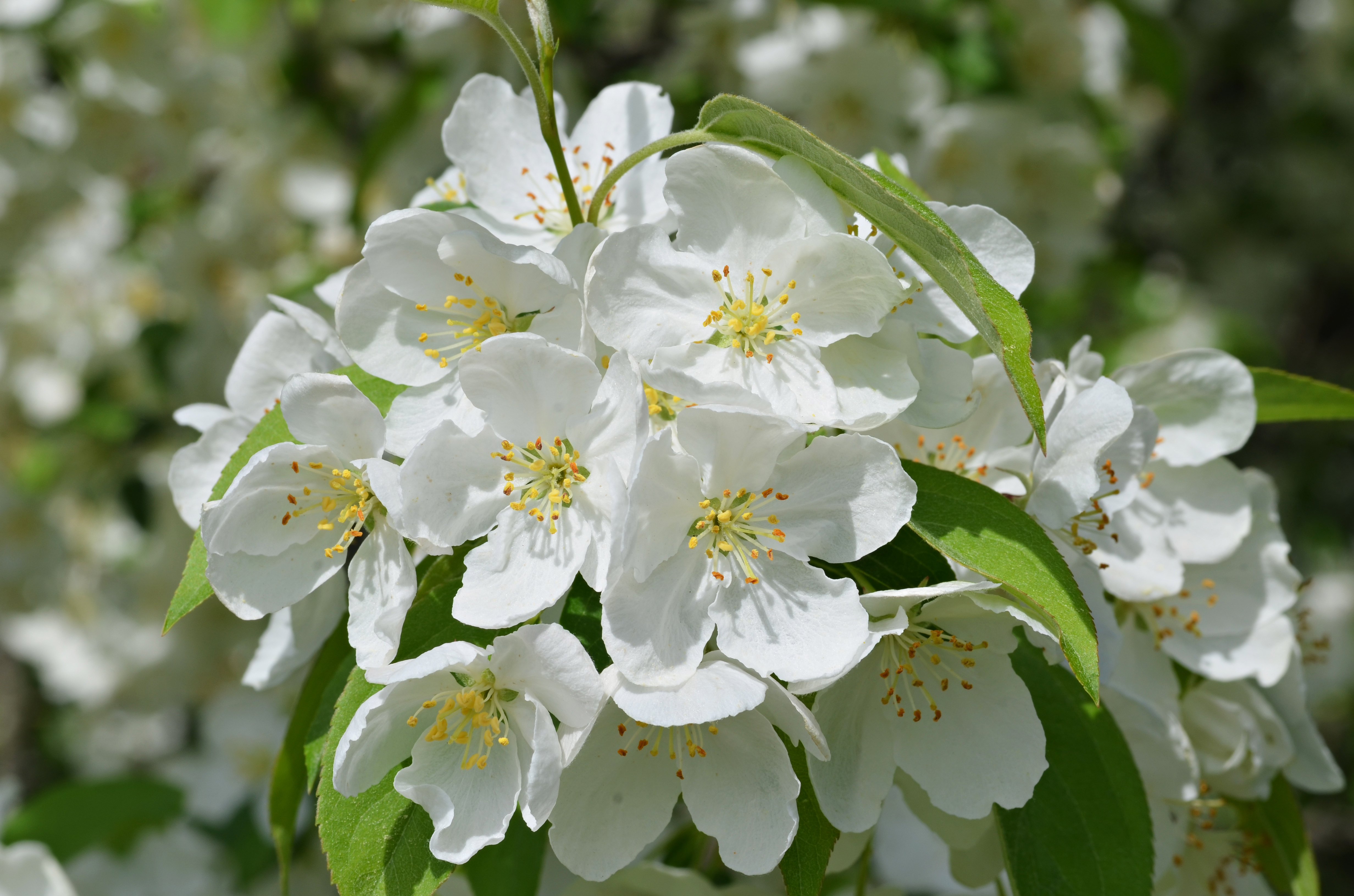 Hybrid Crabapple Malus 'Snowdrift' Closeup 1