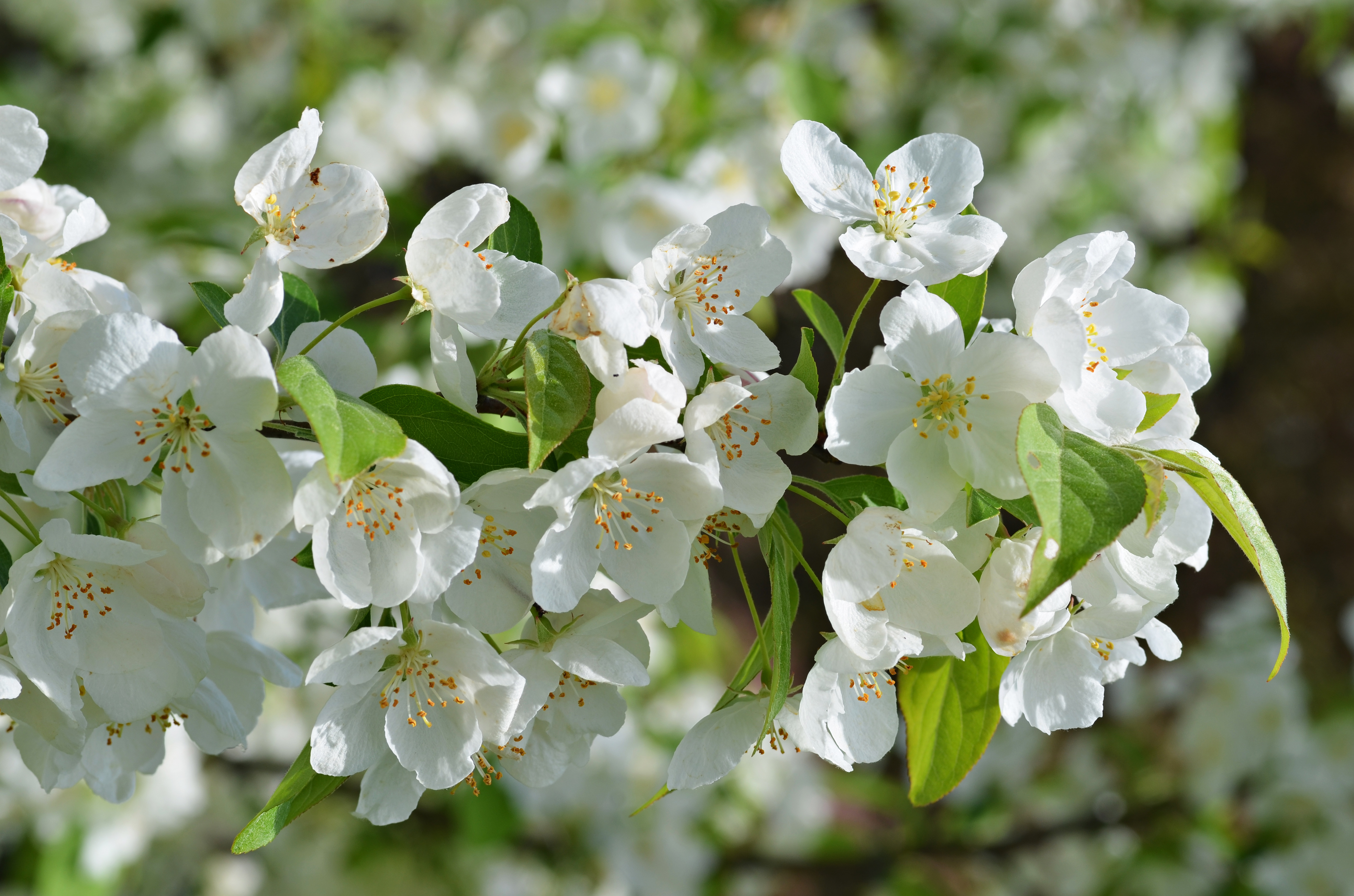 Hybrid Crabapple Malus 'Snowdrift' Flowers 2