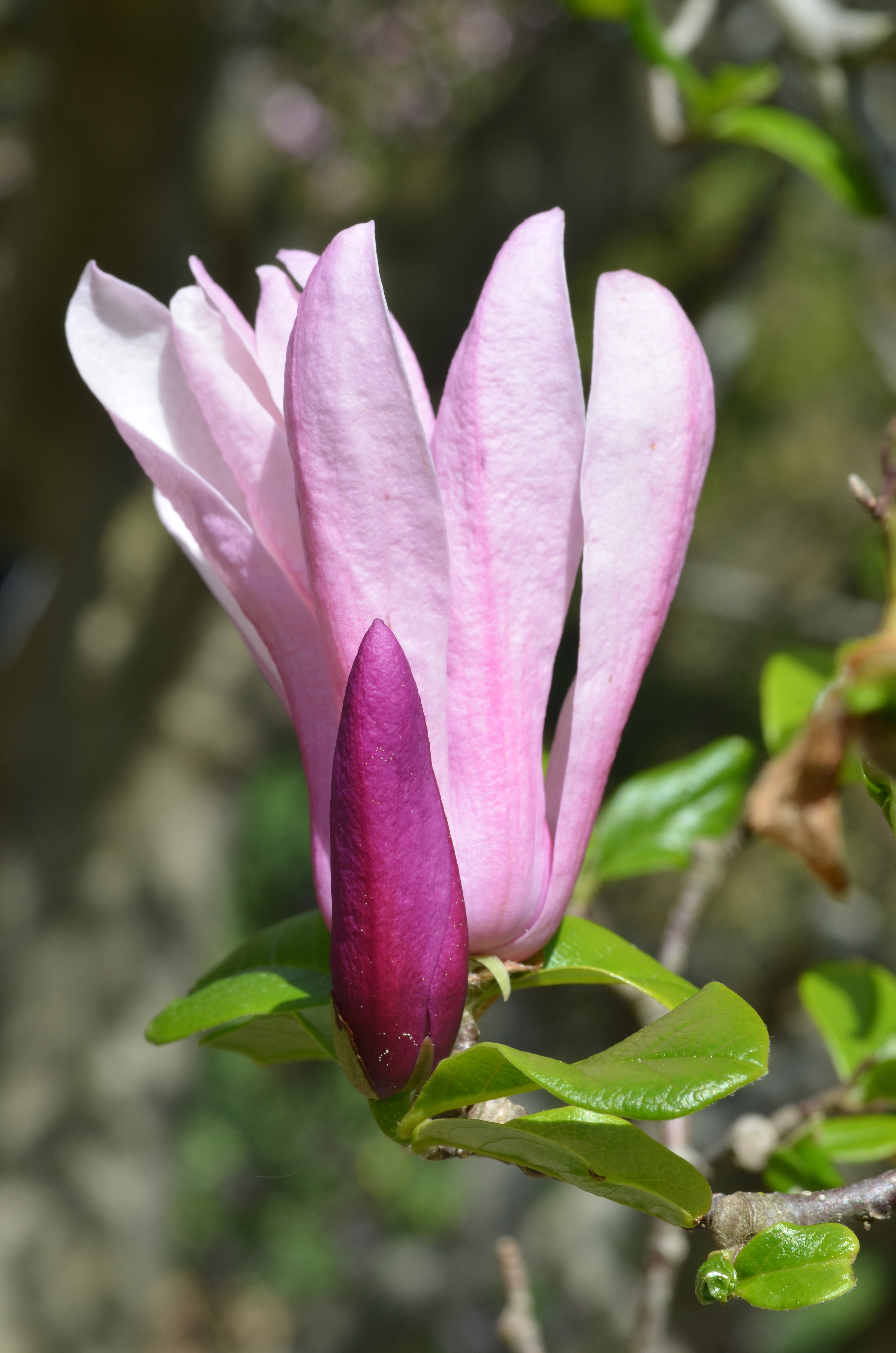 Hybrid Magnolia Magnolia 'Randy' Flower and Bud 1