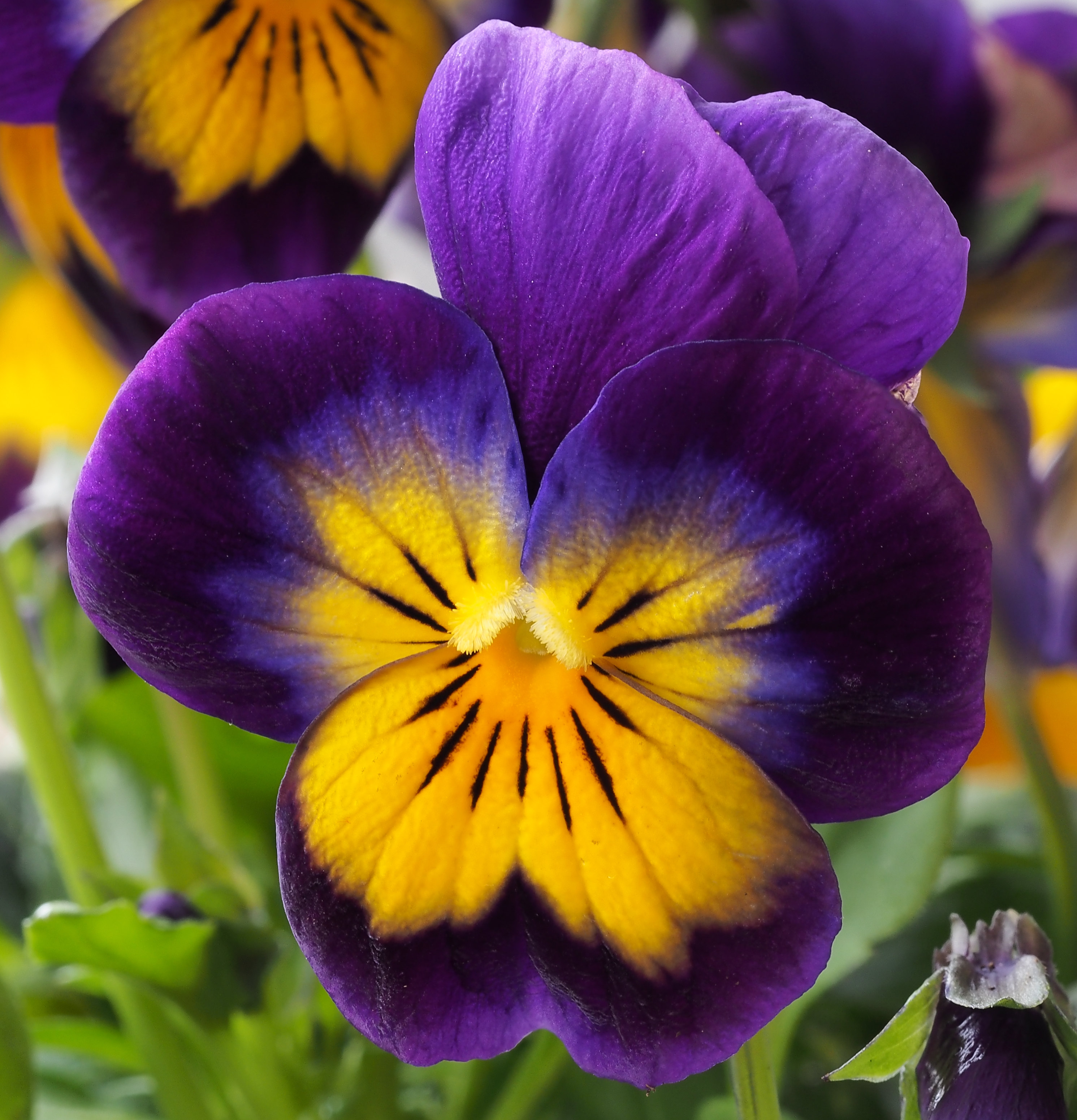Hybrid pansy (yellow-violet)