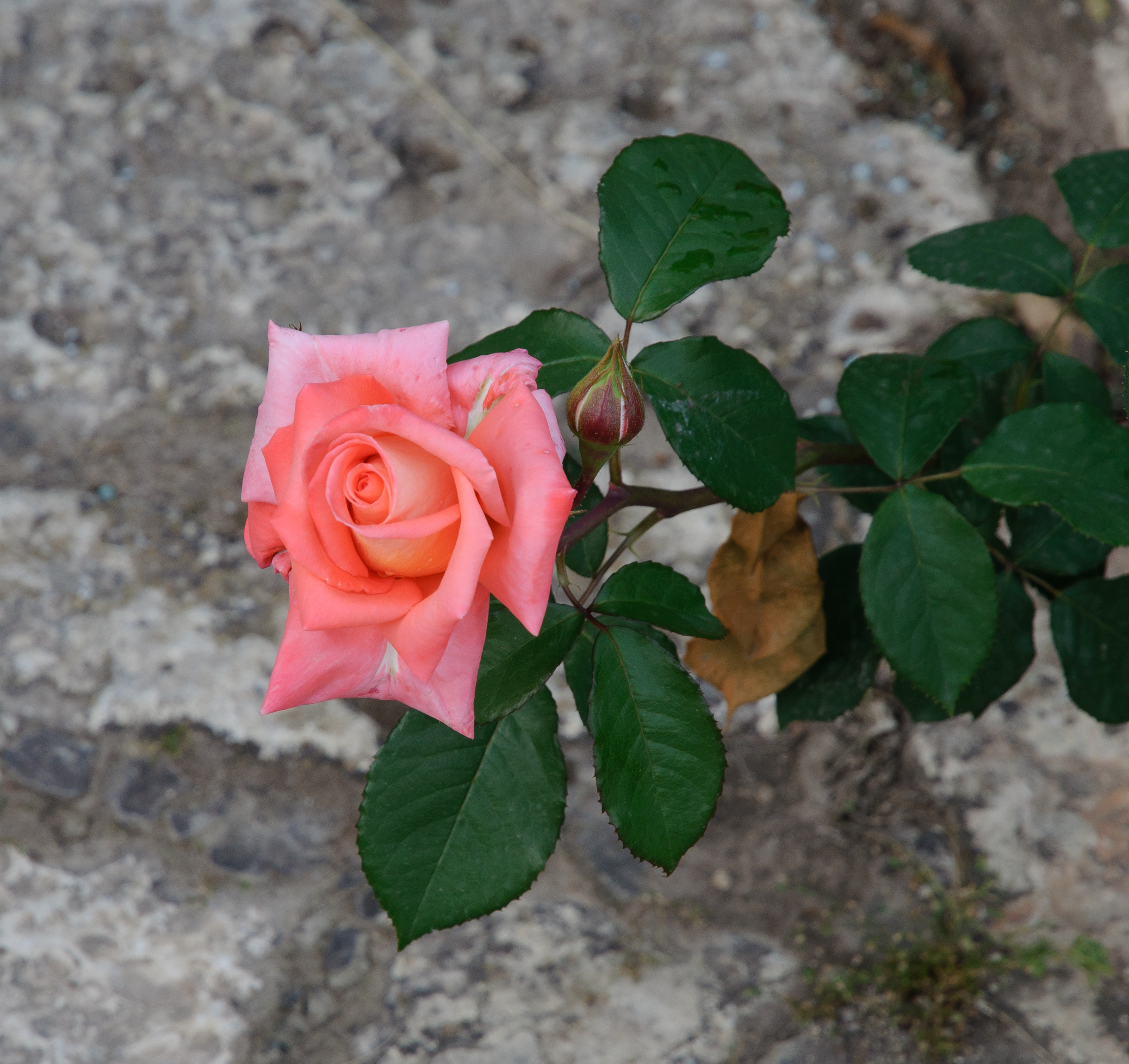 Hybrid tea rose - Korlita