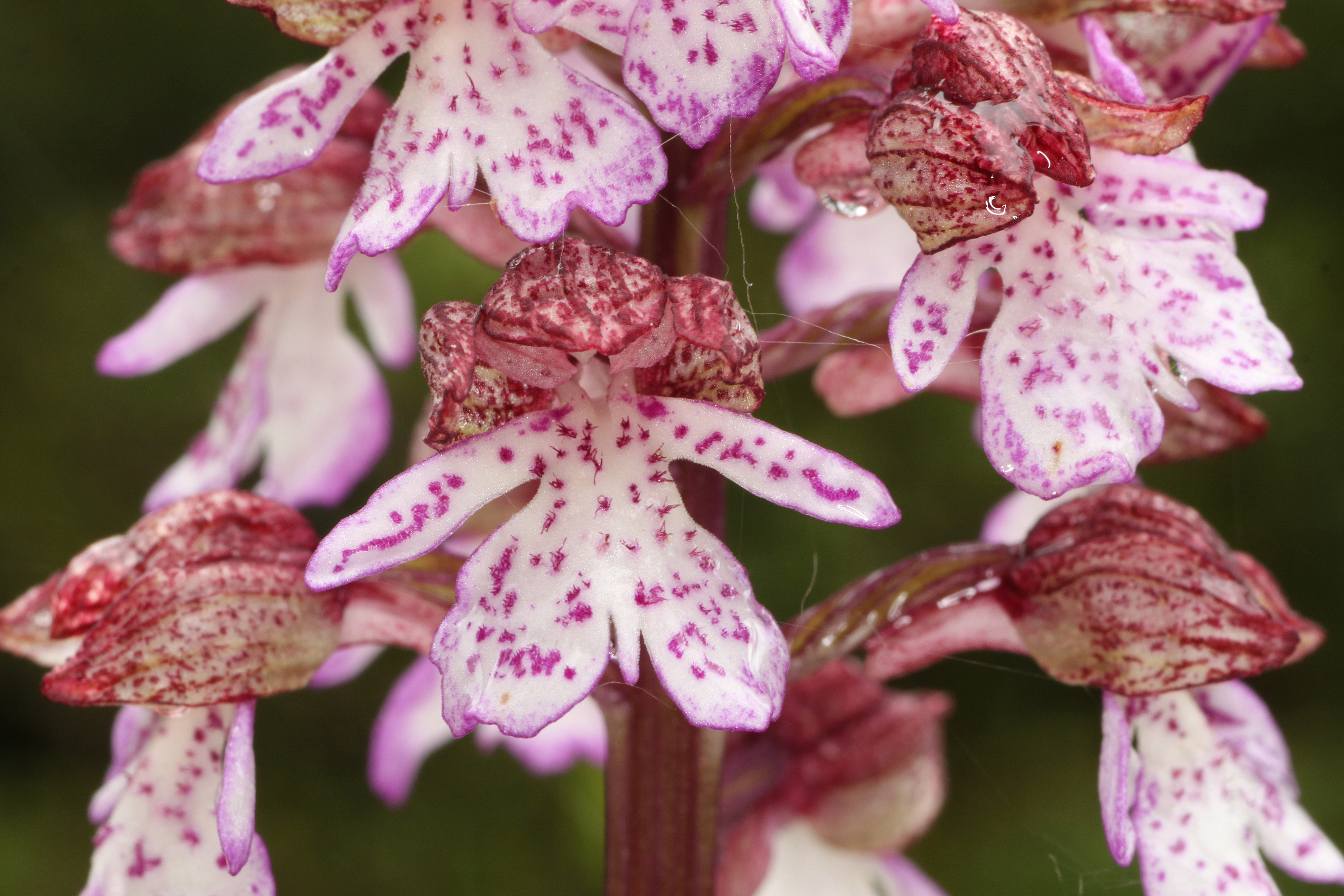 Hybride Orchis militaris × Orchis purpurea