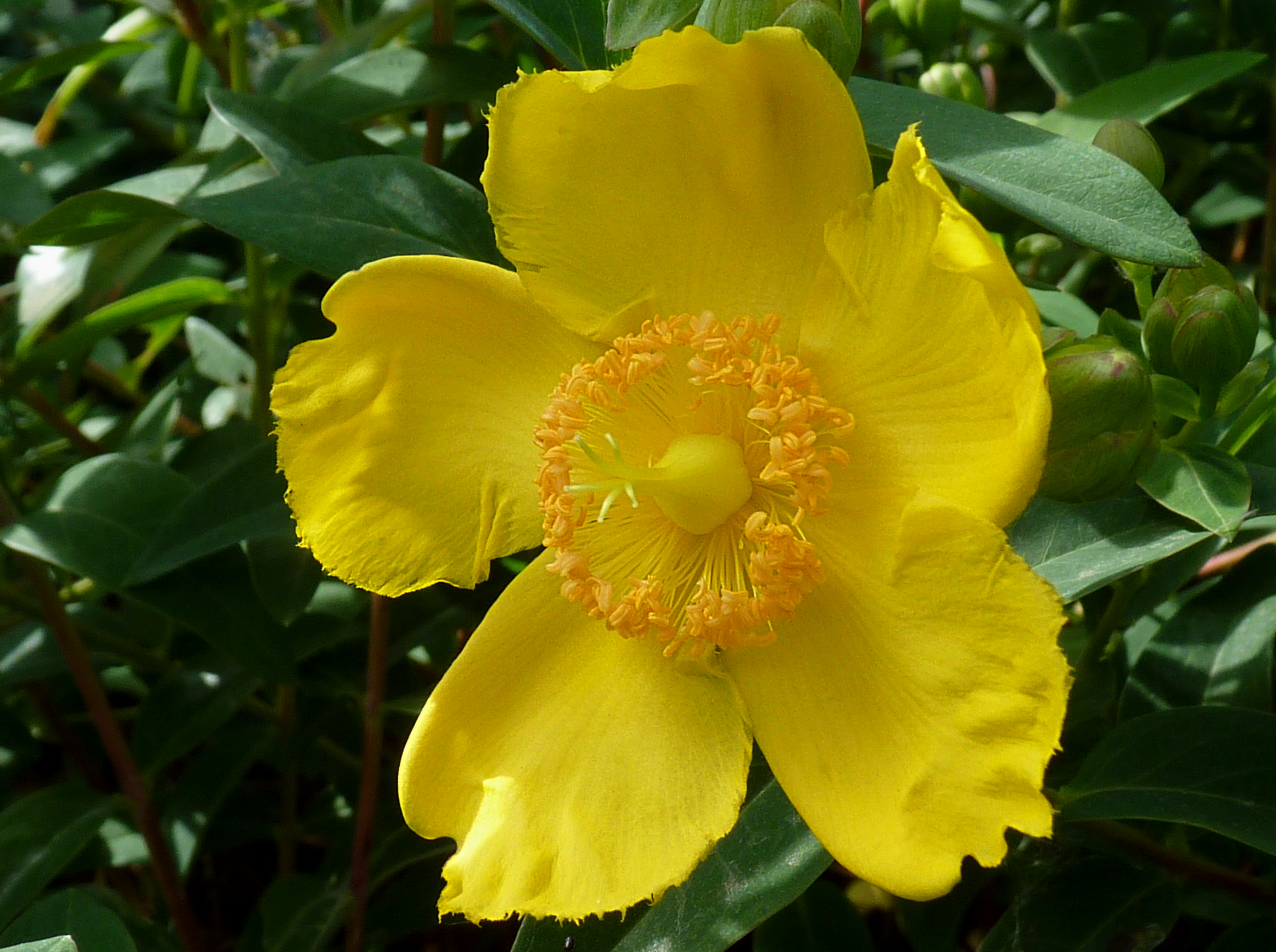 Hypericum 'Hidcote' J1
