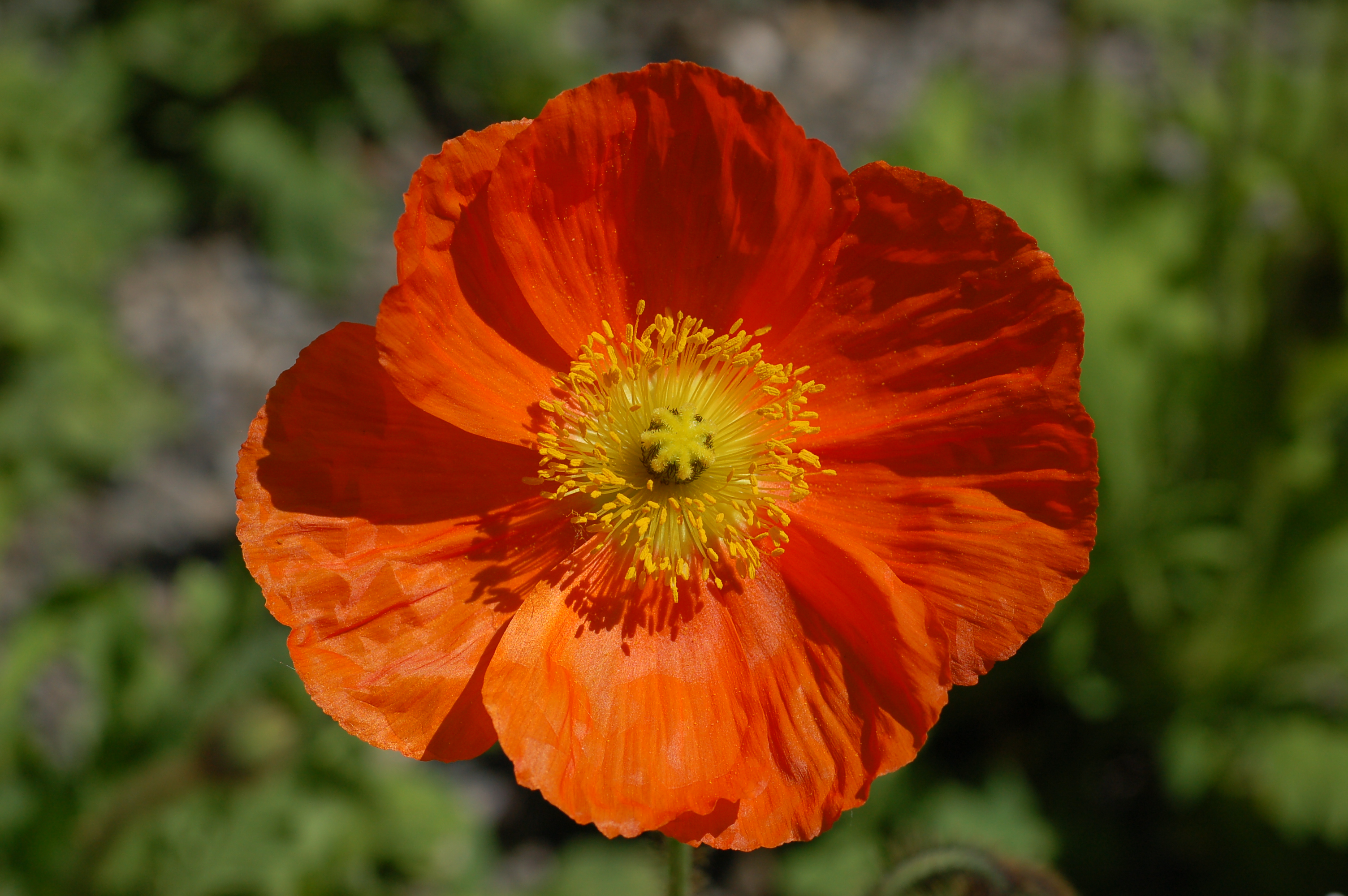 Iceland Poppy Papaver nudicaule 'Champagne Bubbles' Orange Flower