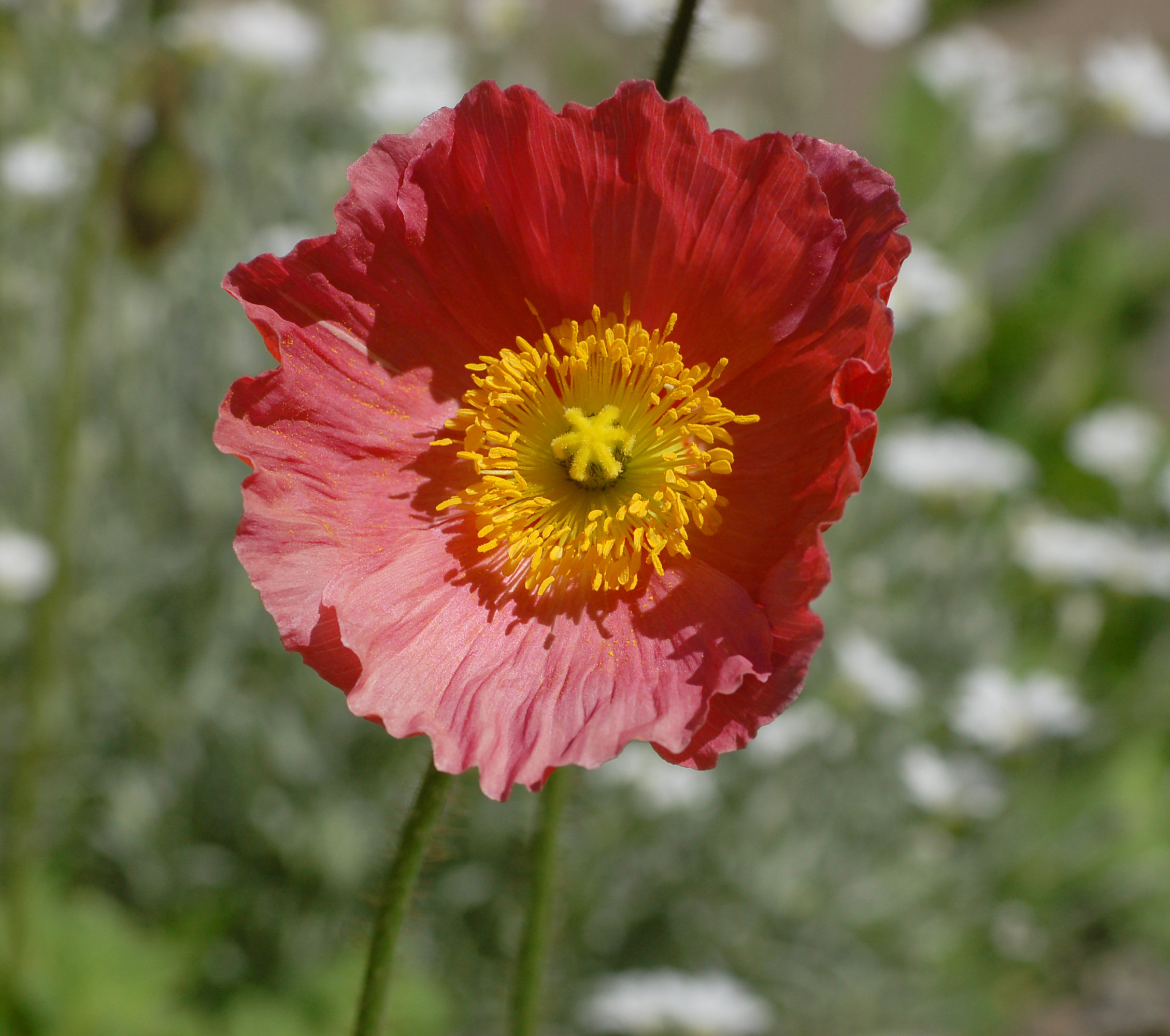 Iceland Poppy Papaver nudicaule 'Champagne Bubbles' Pink Flower