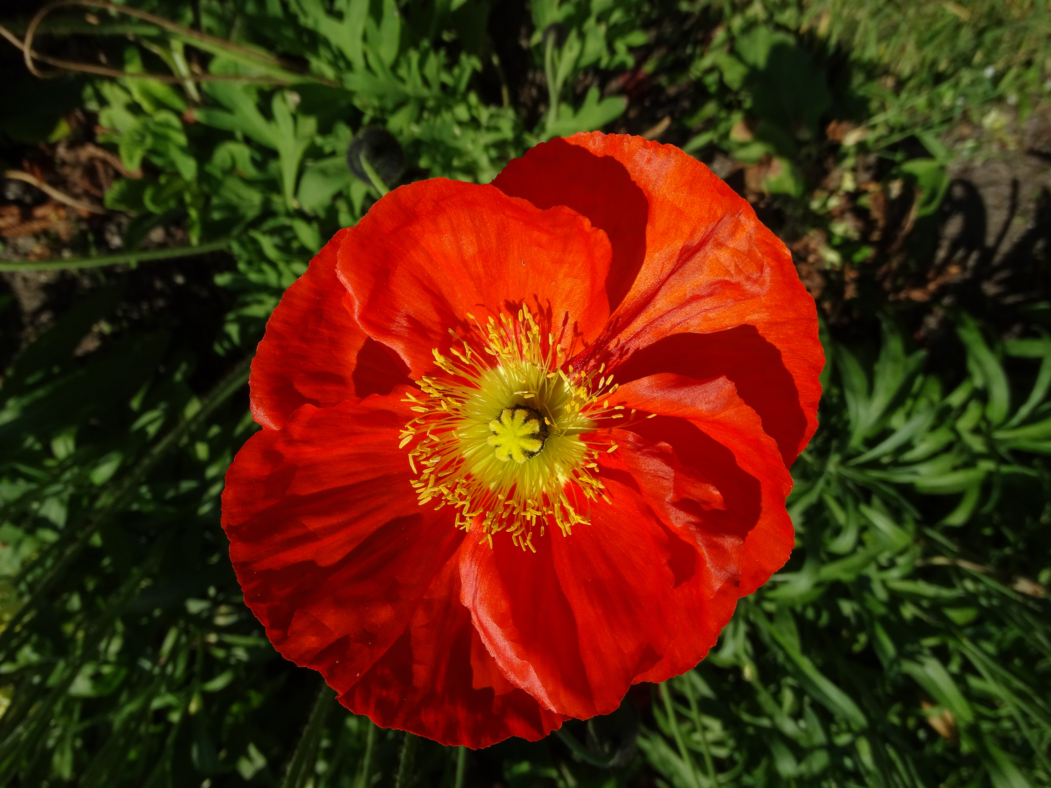 Iceland poppy within Jardin du Luxembourg